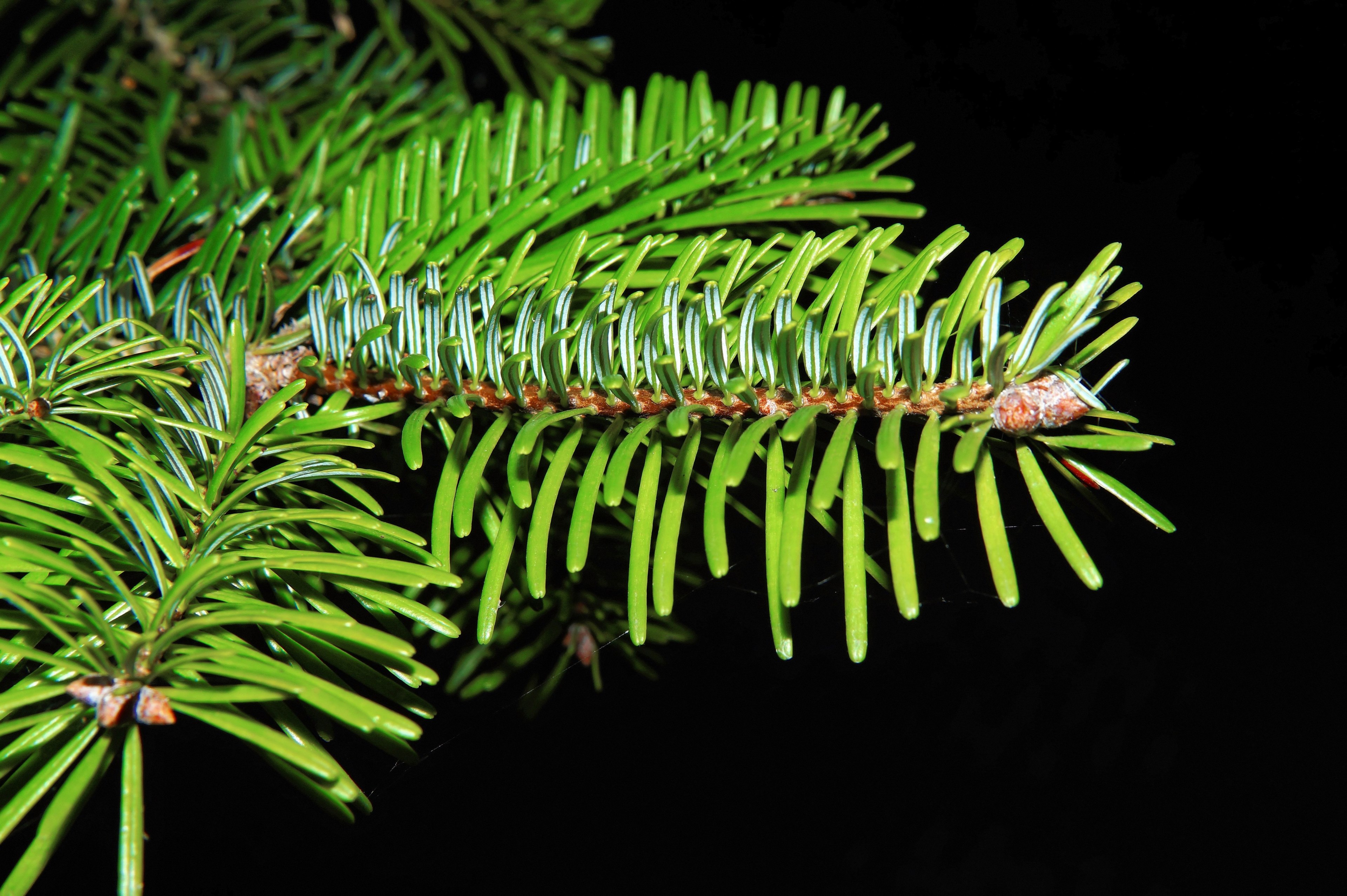 tannenzweig needles green fir branch periwinkle 4k, HD Wallpaper