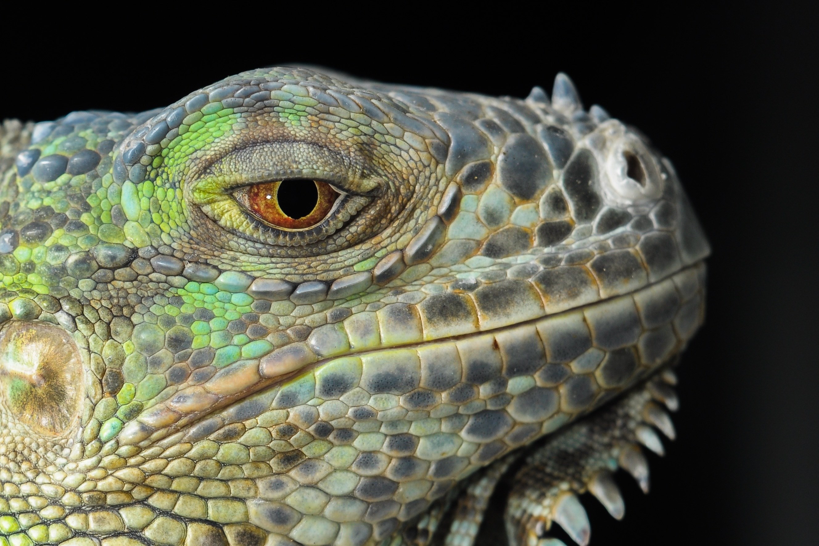 the lizard iguana gad dragon animal portrait eye 4k, HD Wallpaper