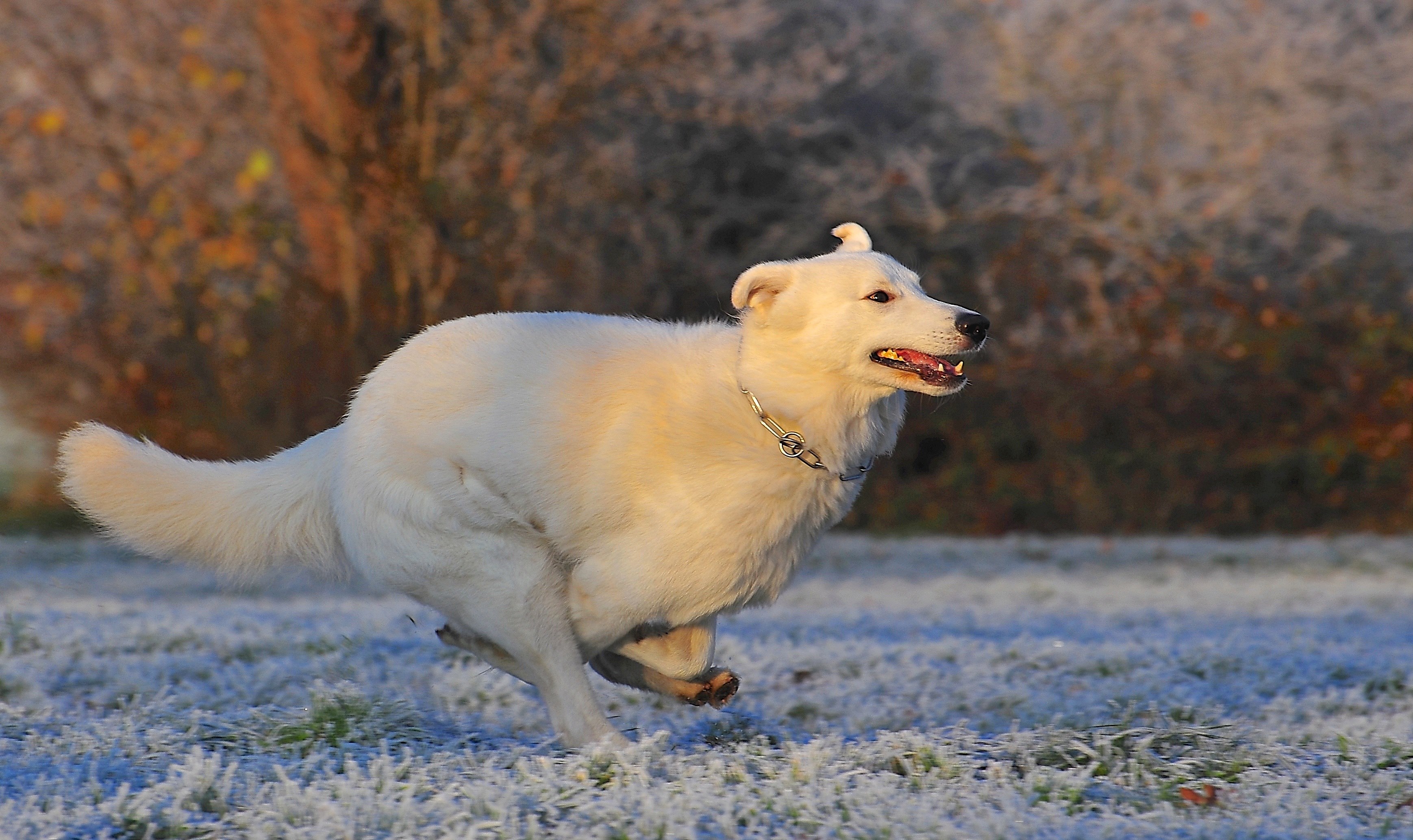 swiss shepherd dog dog race frost winter cold 4k, HD Wallpaper