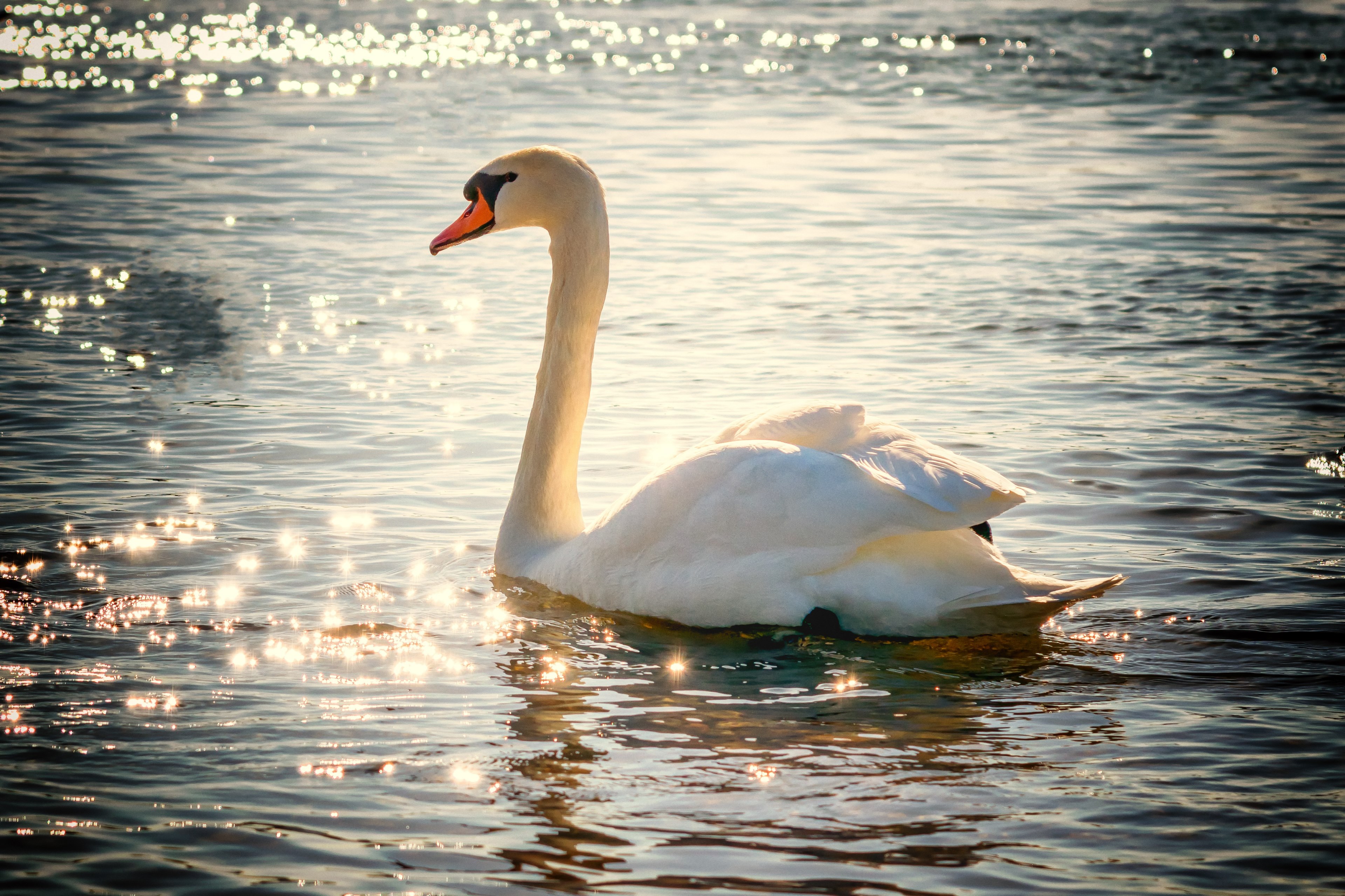 swan water bird lake white feather nature 4k, HD Wallpaper