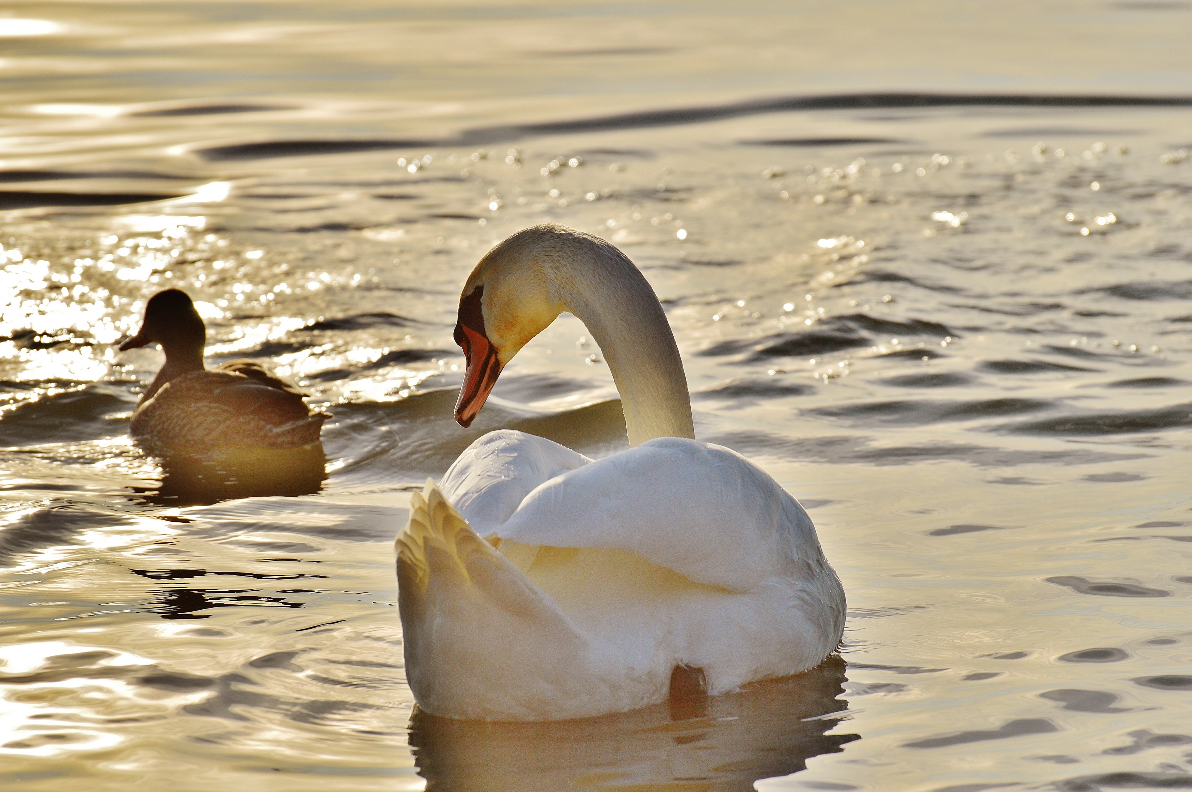 swan duck water lake constance animal world lake 4k, HD Wallpaper