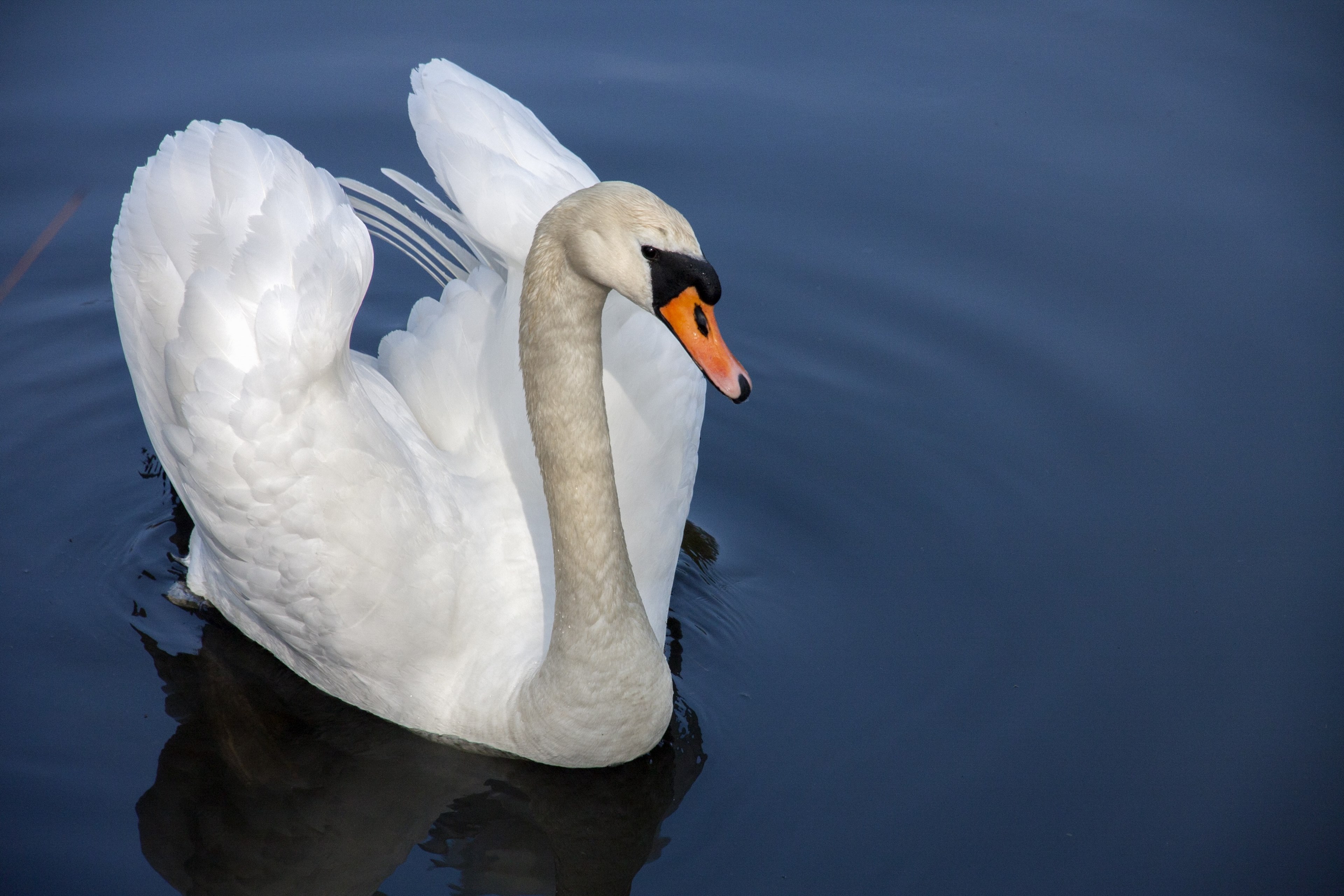 swan water bird nature water 4k, HD Wallpaper