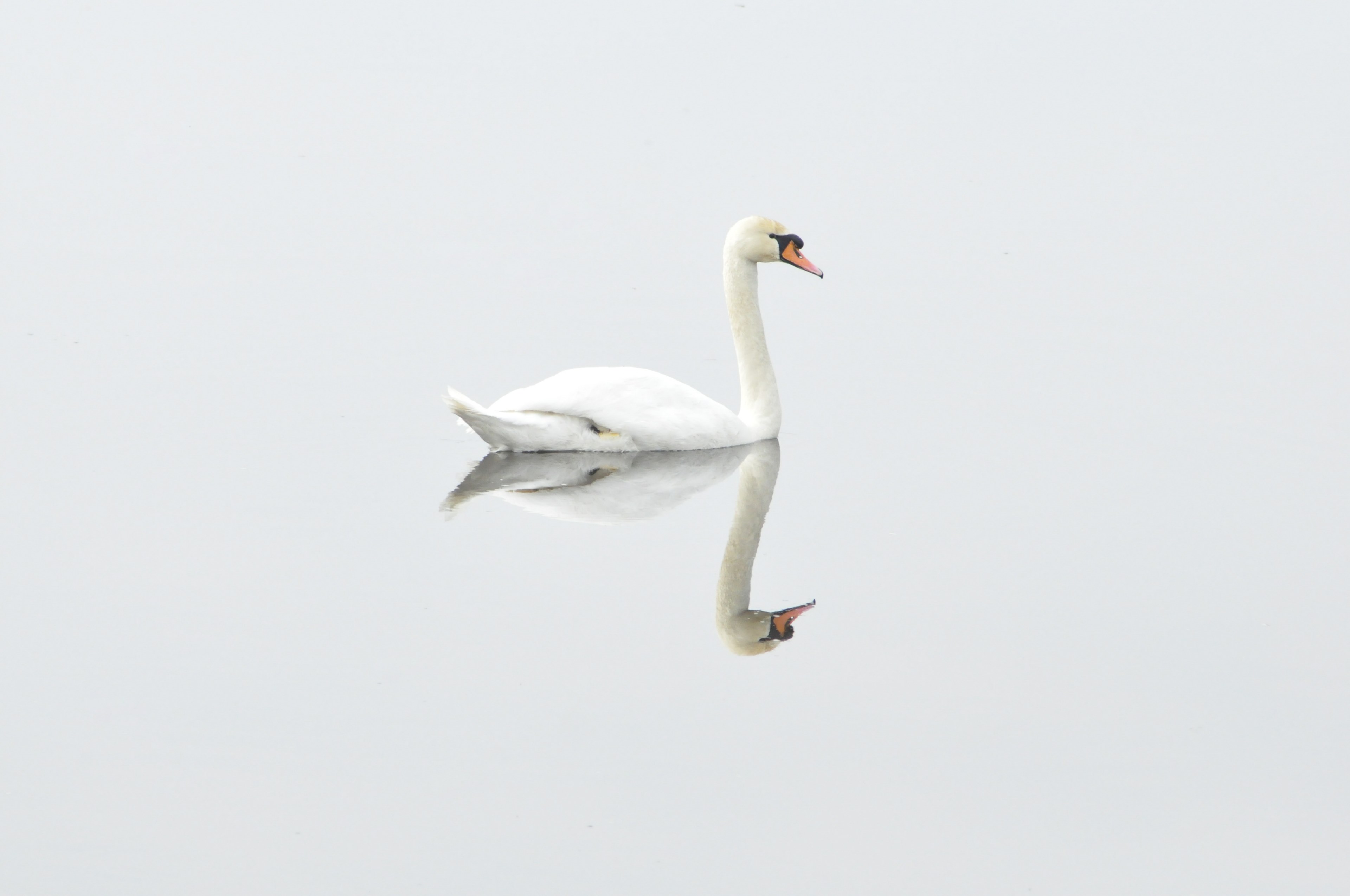swan bird nature water bird mirror image 4k, HD Wallpaper