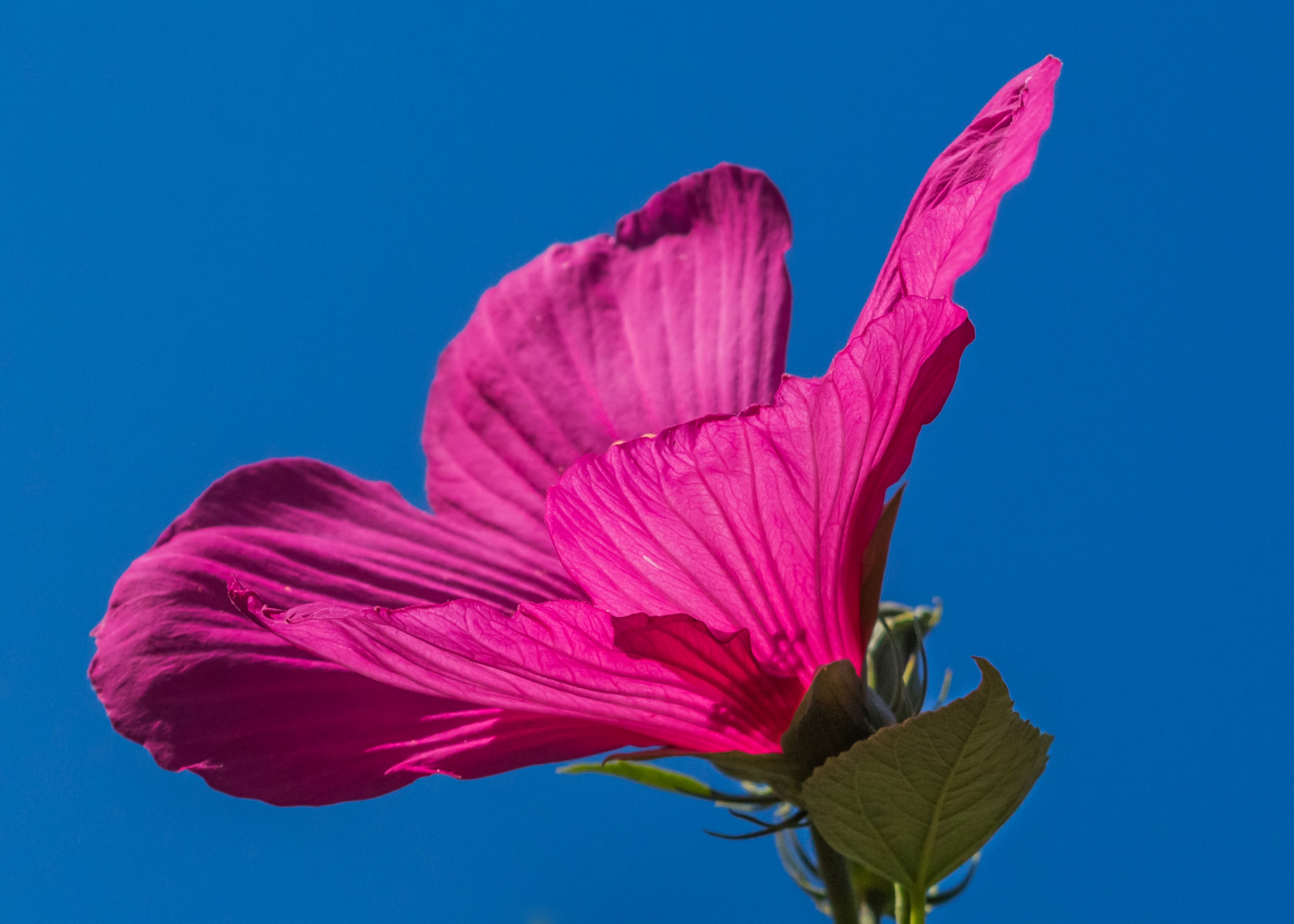swamp hibiscus pink flower hibiscus moscheutos 4k, HD Wallpaper