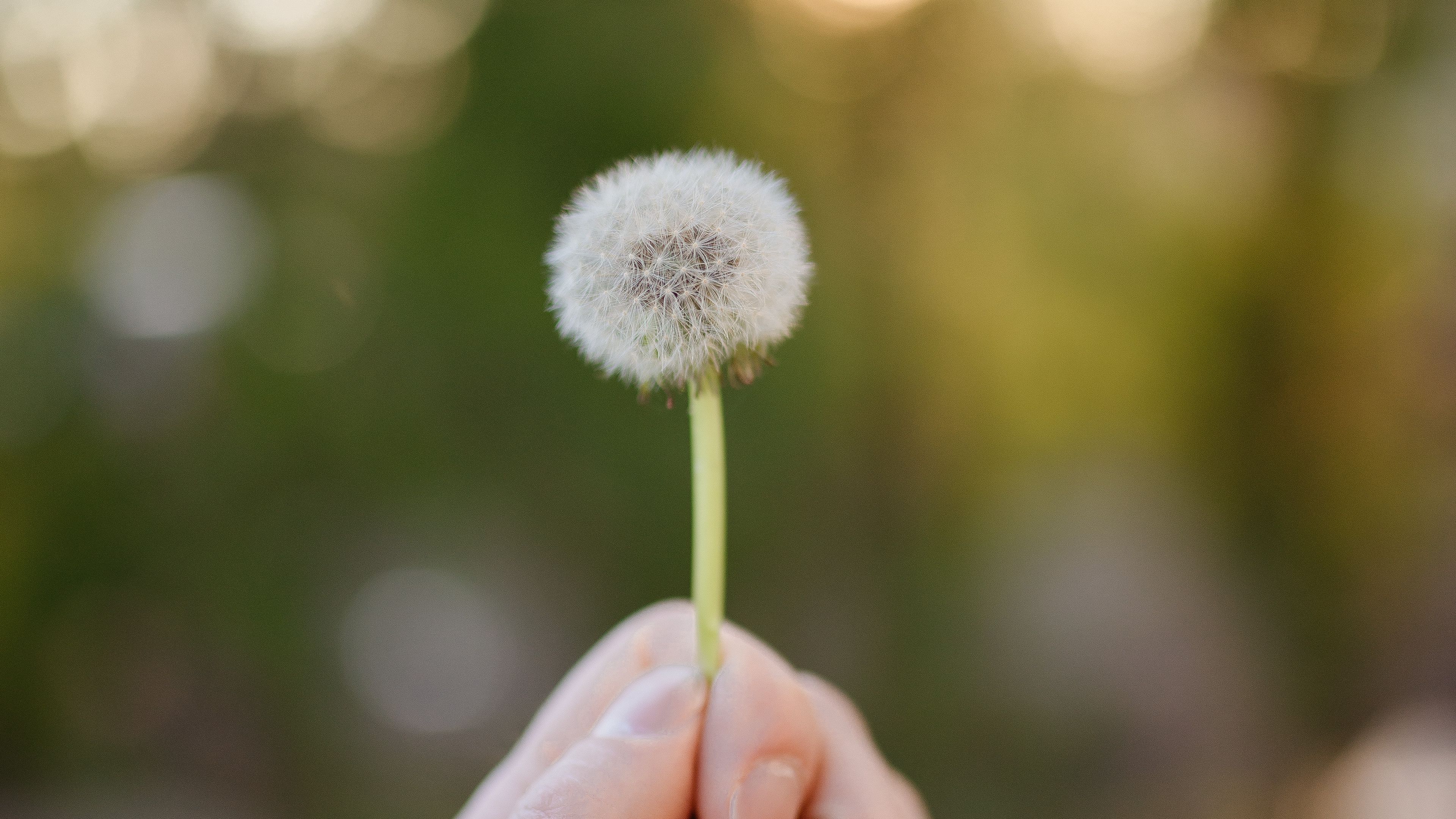dandelion, hand, macro, 4k, HD Wallpaper