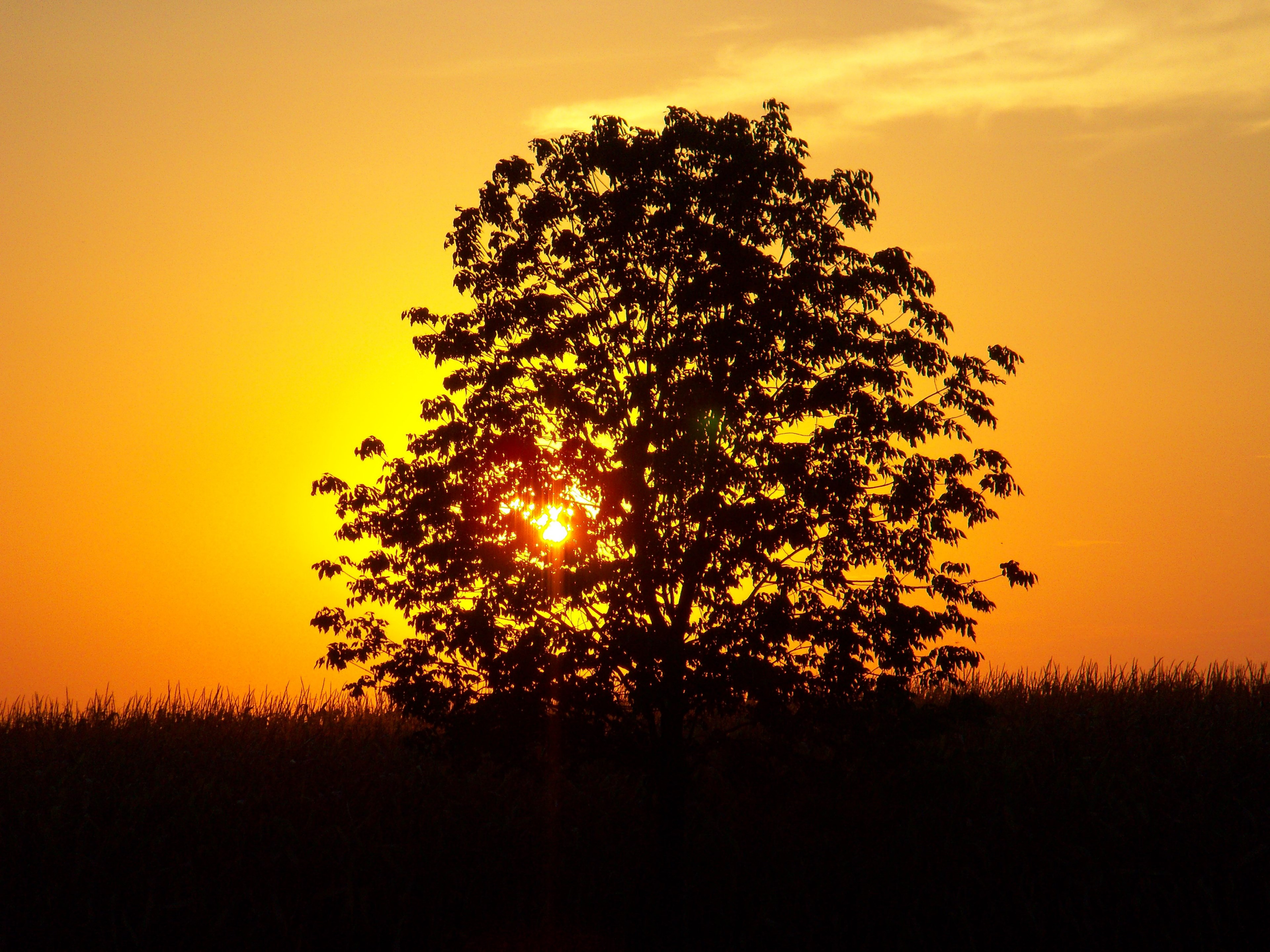 sunset tree landscape corn field outside nature 4k, HD Wallpaper