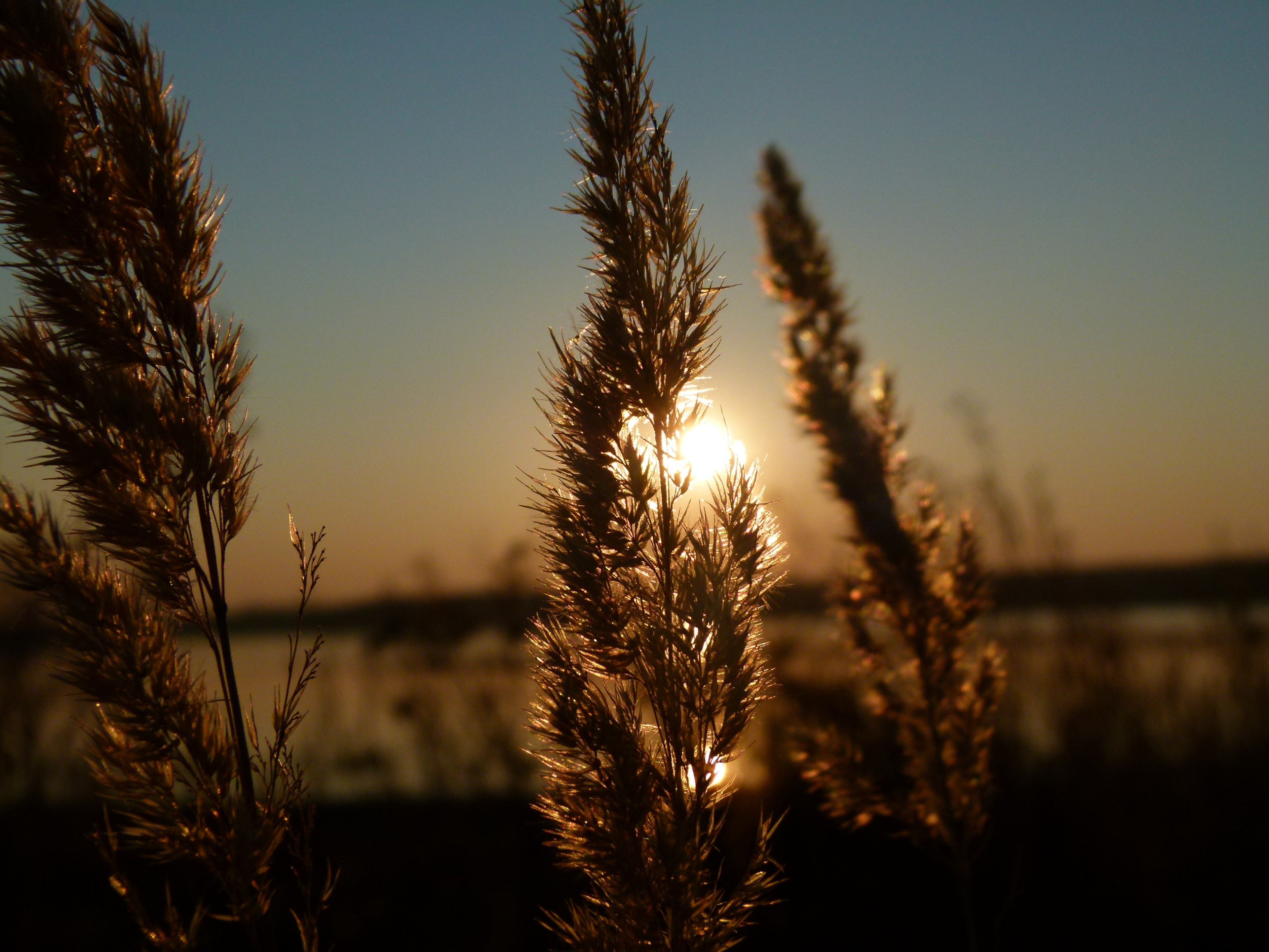 sunset reed backlight sky 4k, HD Wallpaper