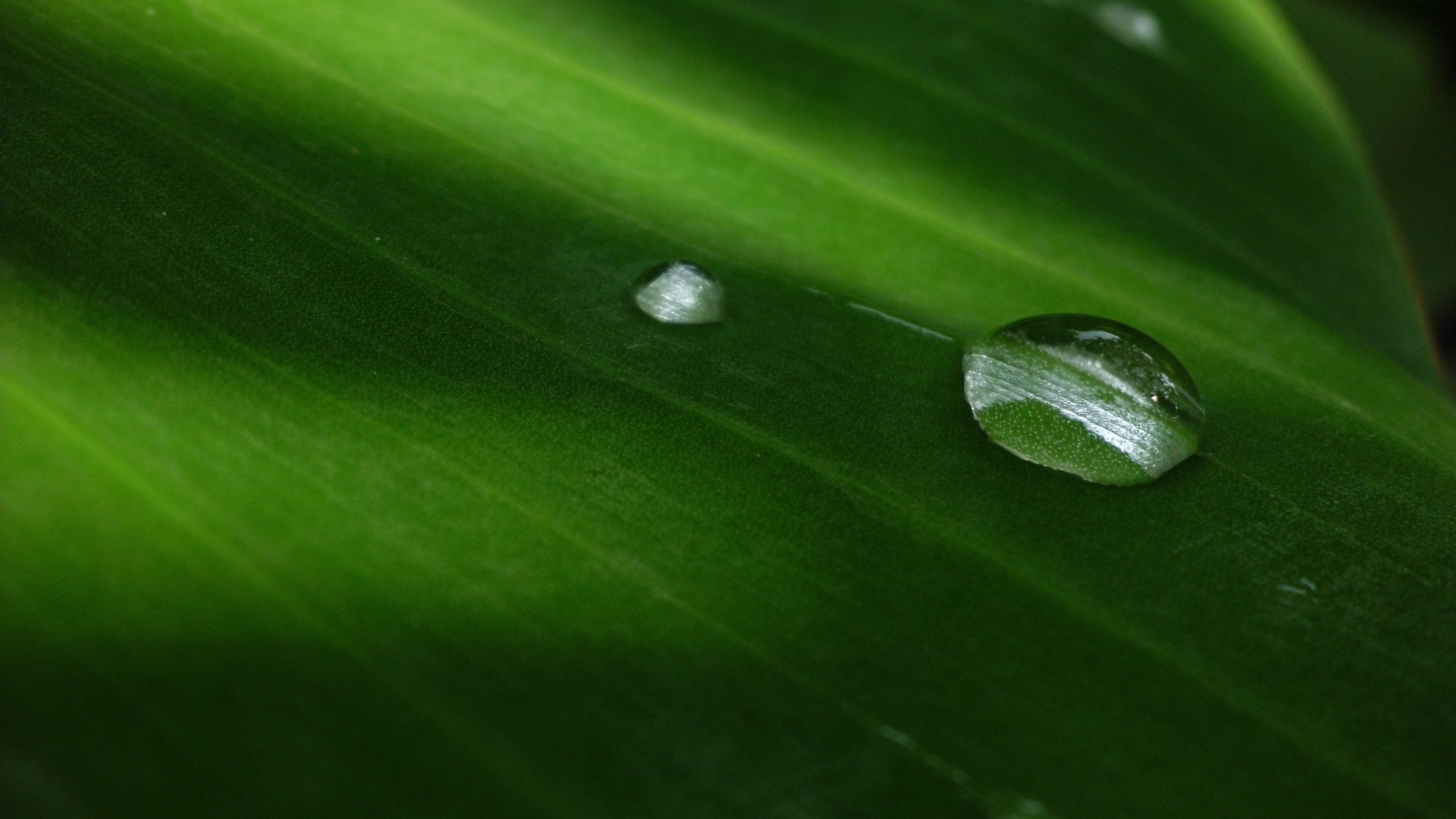 bubble, leaf, circle, water, drops, 4k, HD Wallpaper