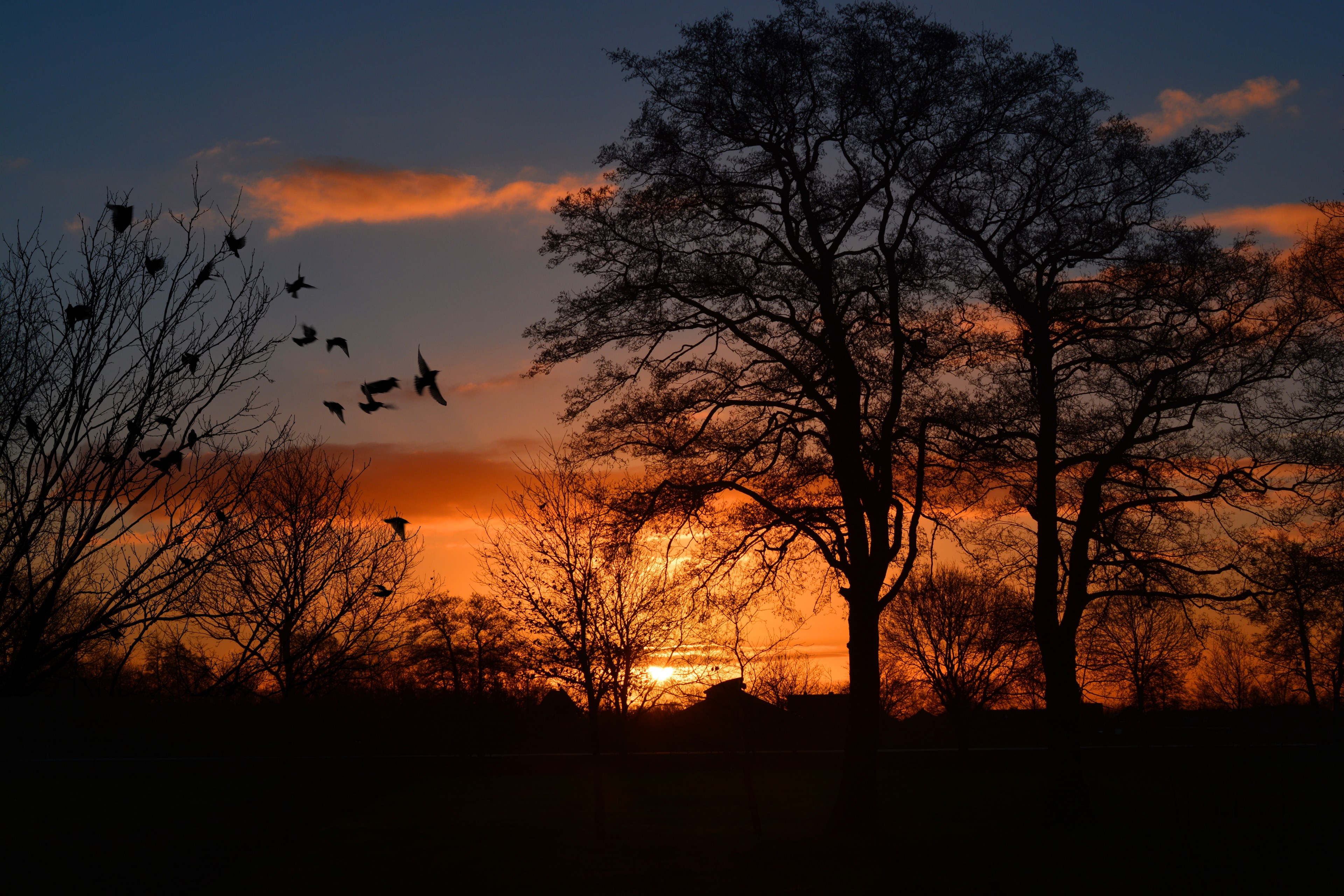 sunrise morgenrot skies bird atmospheric orange 4k, HD Wallpaper