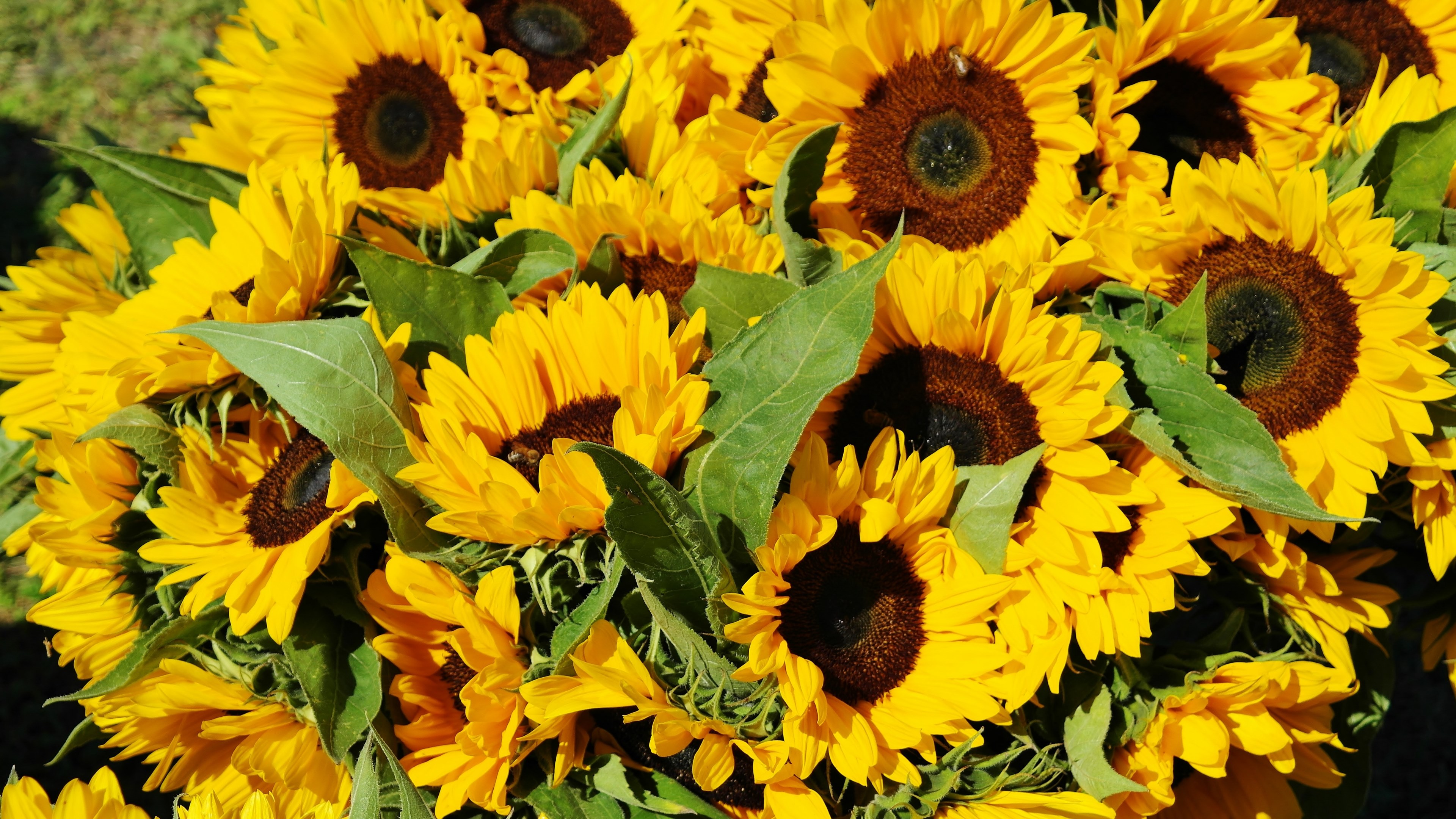 sunflower sunflower field bouquet flora field 4k, HD Wallpaper