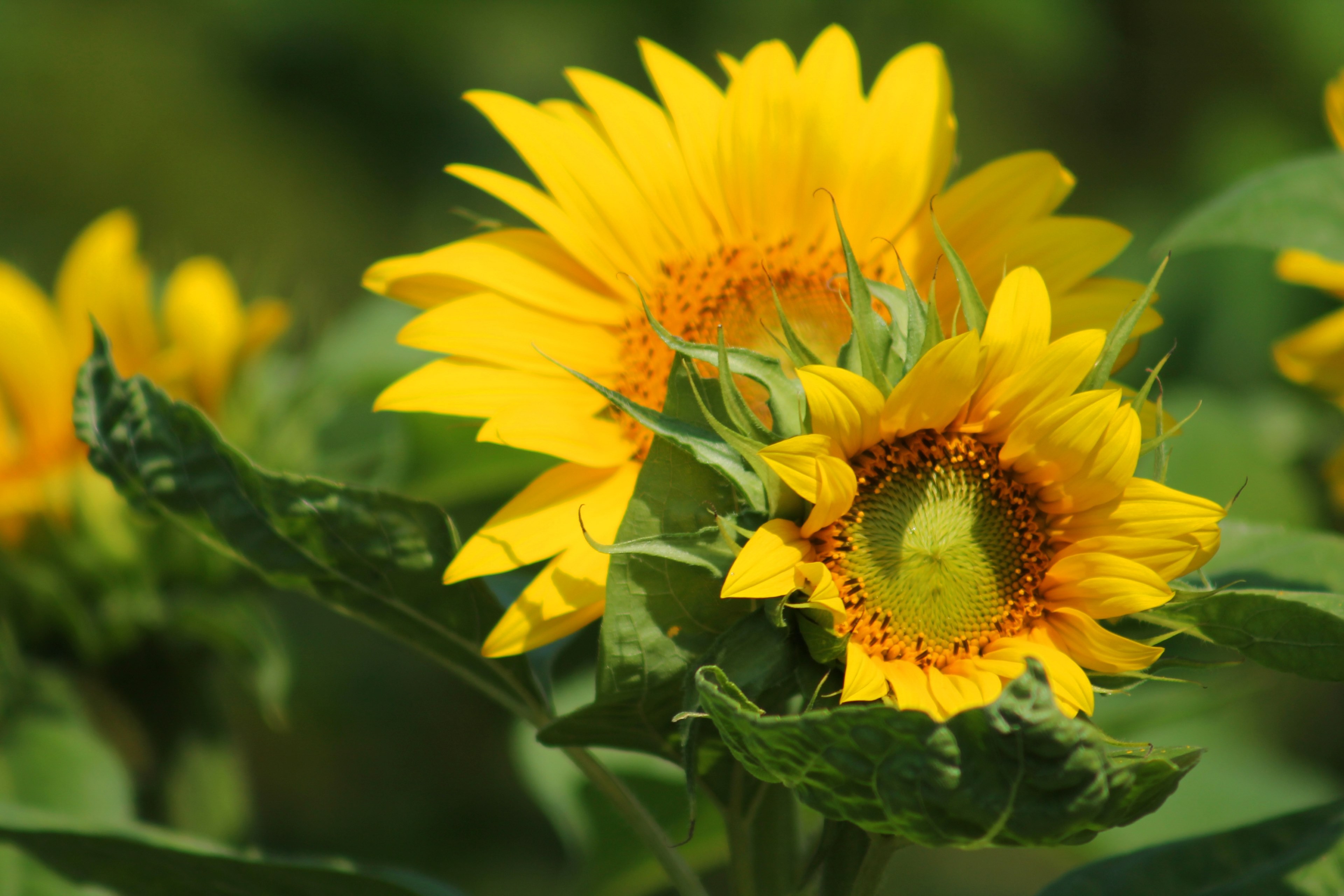 sunflower flower yellow summer blossom bloom 4k, HD Wallpaper