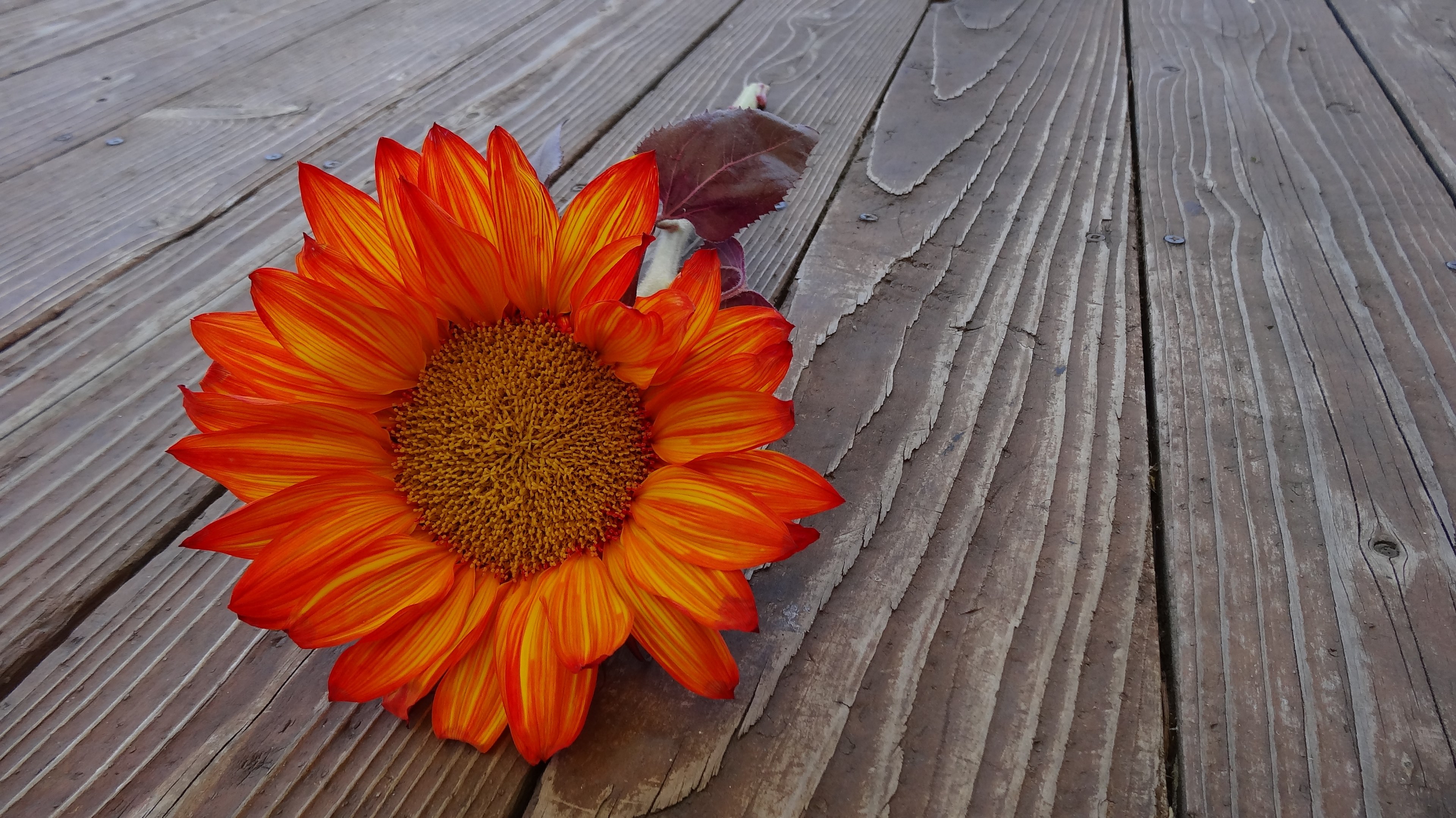 sunflower autumn flower bloom floral blossom 4k, HD Wallpaper