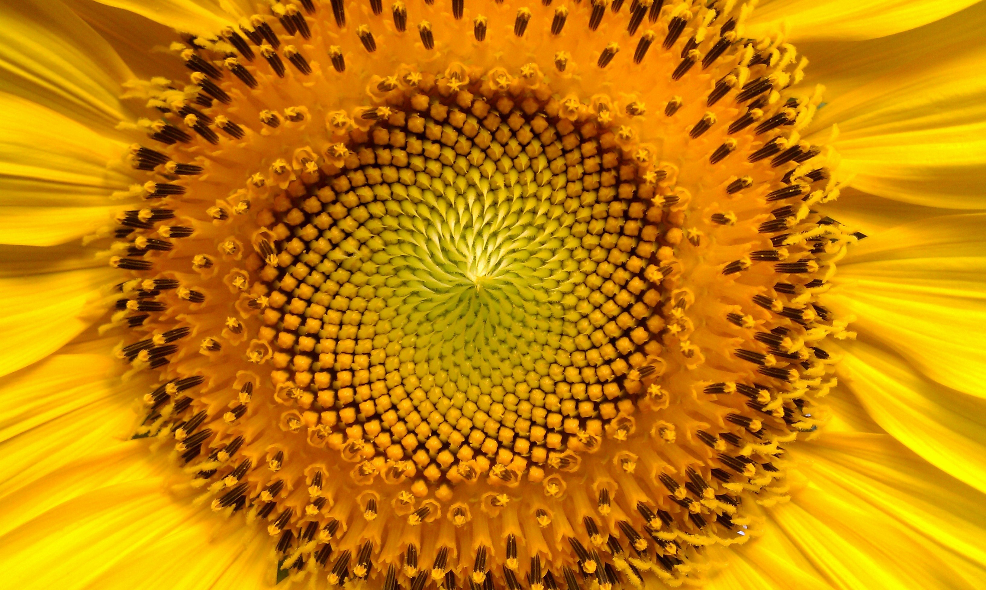 sunflower flowers helianthus sun sunflowers yellow 4k, HD Wallpaper