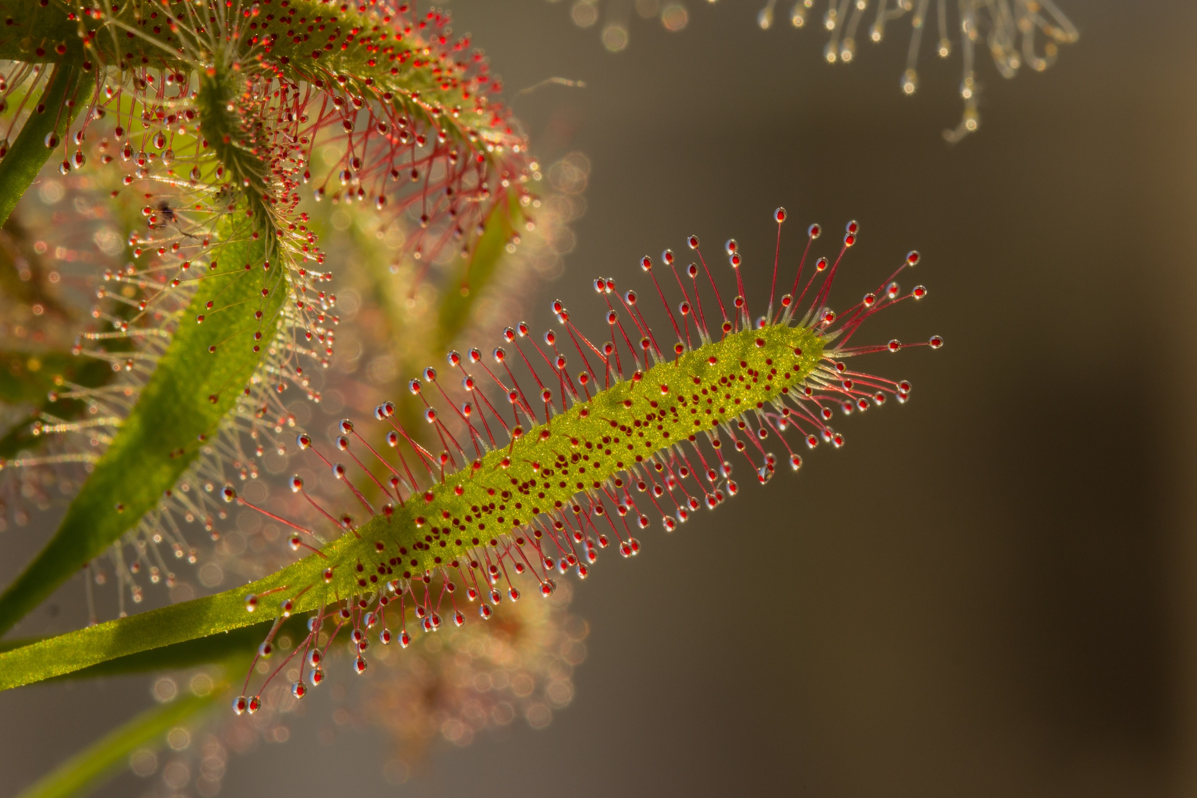 sundew drosera fishing journal tentacle carnivore 4k, HD Wallpaper