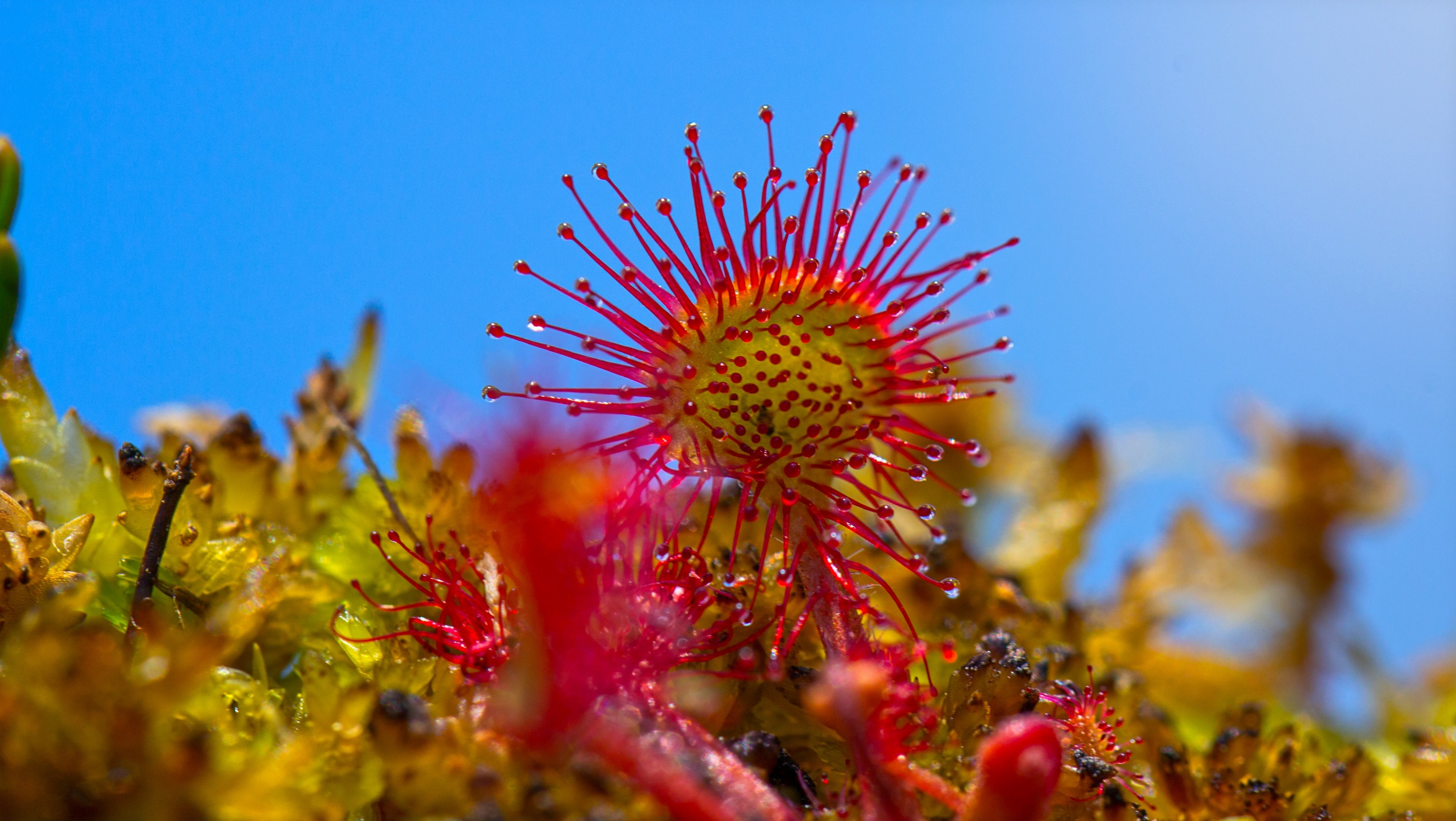 sundew swamp plant carnivorous plant wetland moss 4k, HD Wallpaper