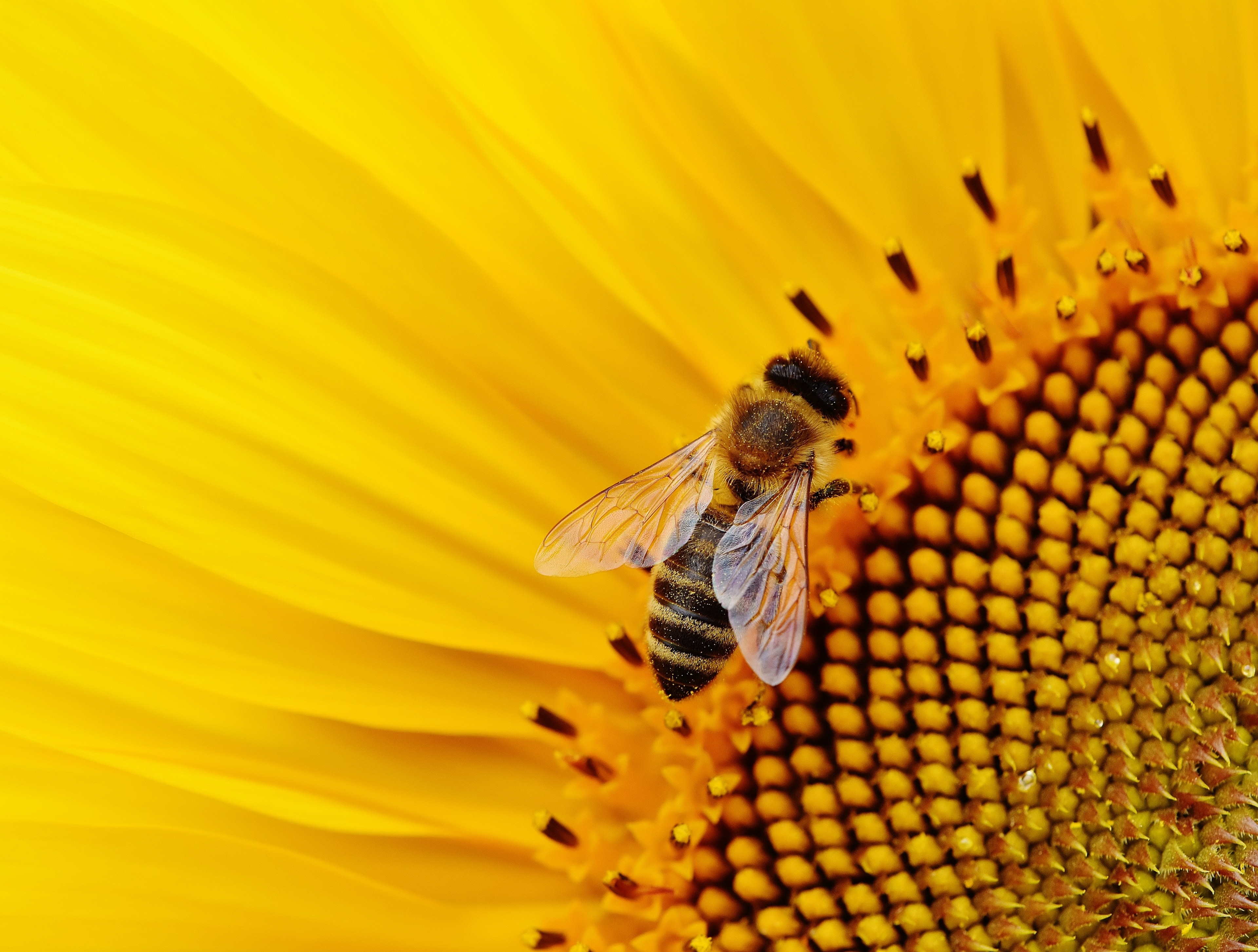sun flower bees summer garden blossom bloom 4k, HD Wallpaper