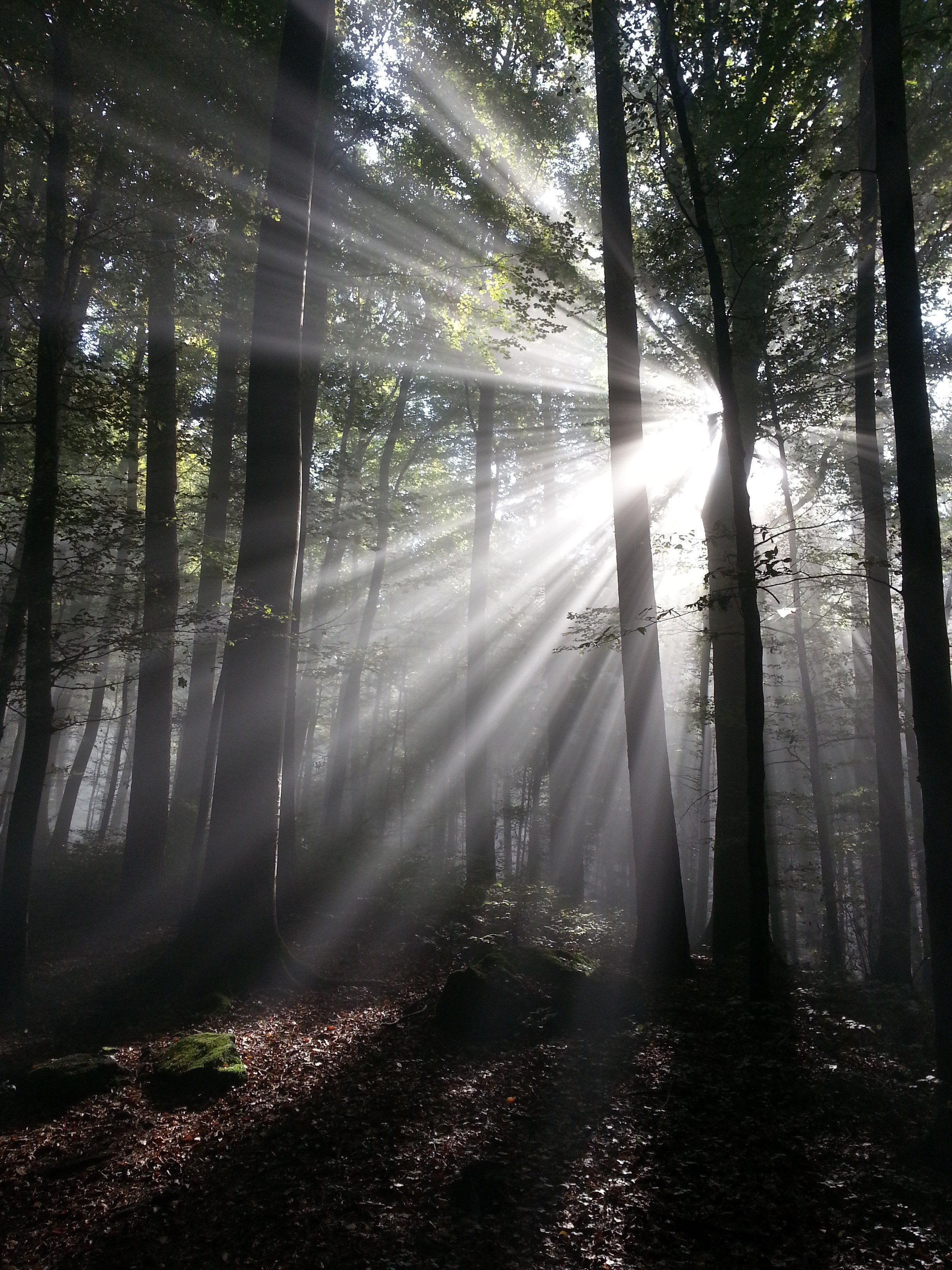 sunbeam rays sun forest tyndall effect 4k, Phone HD Wallpaper