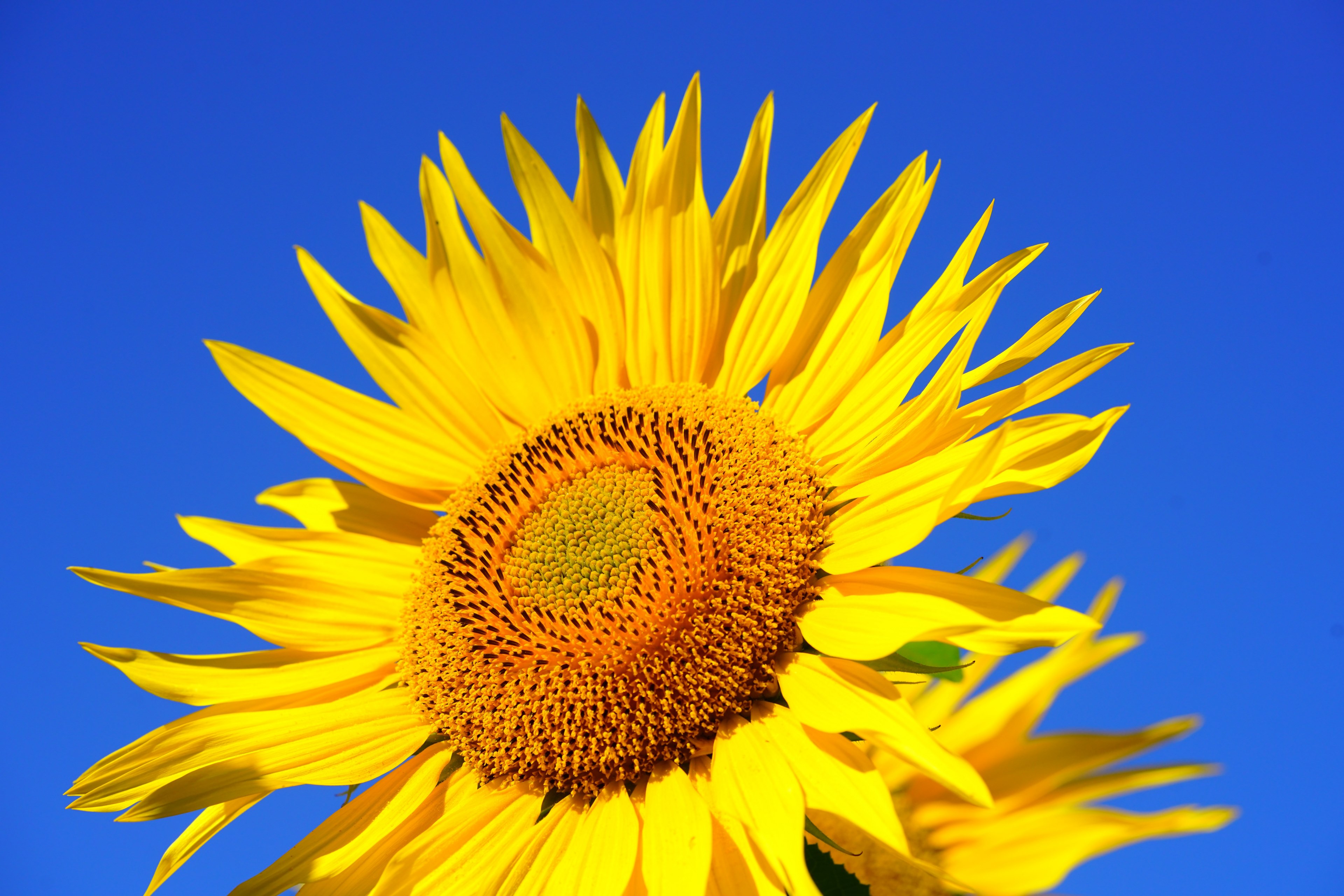 sun flower blossom bloom pollen collect 4k, HD Wallpaper