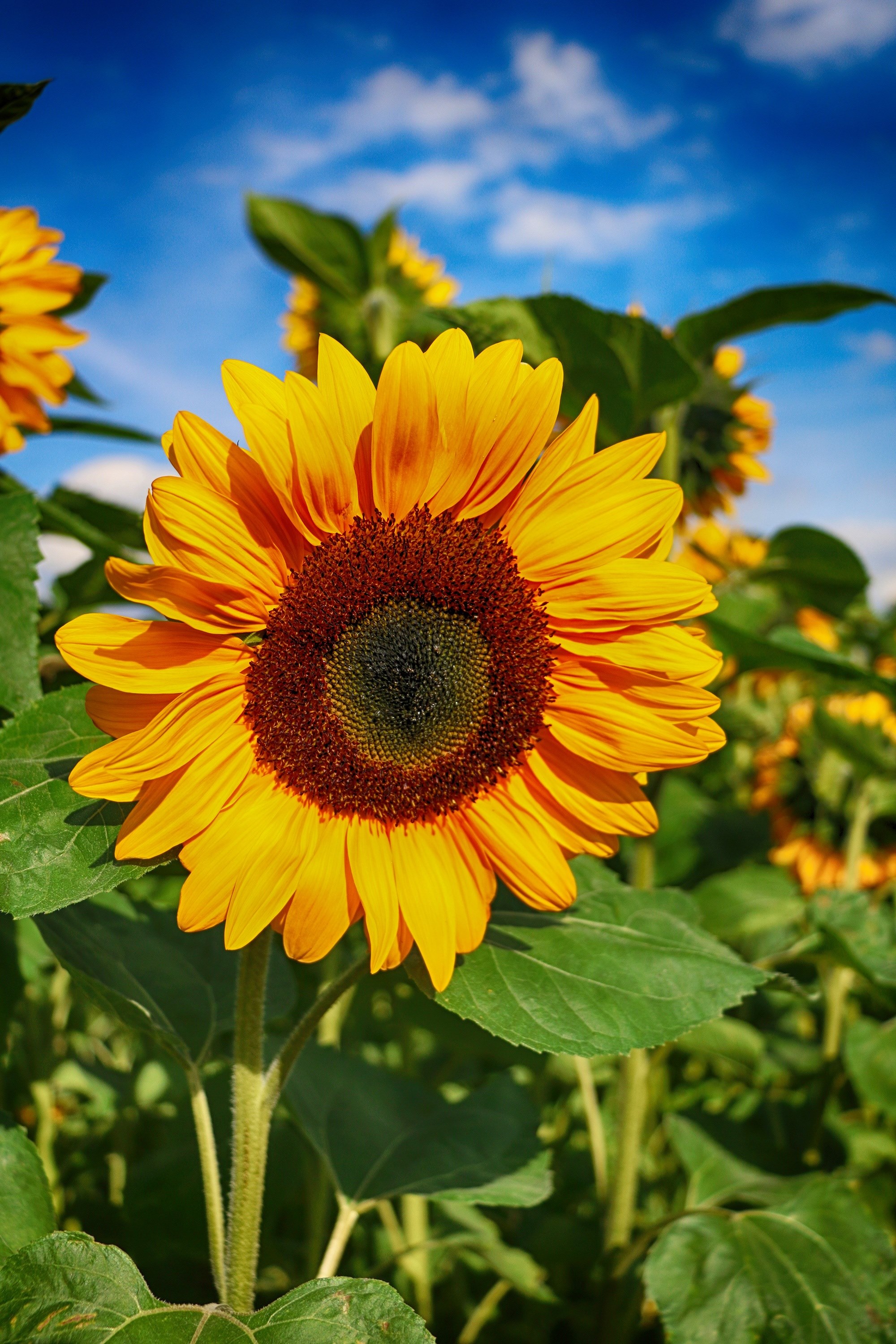 sun flower flower blossom bloom summer field 4k, Phone HD Wallpaper