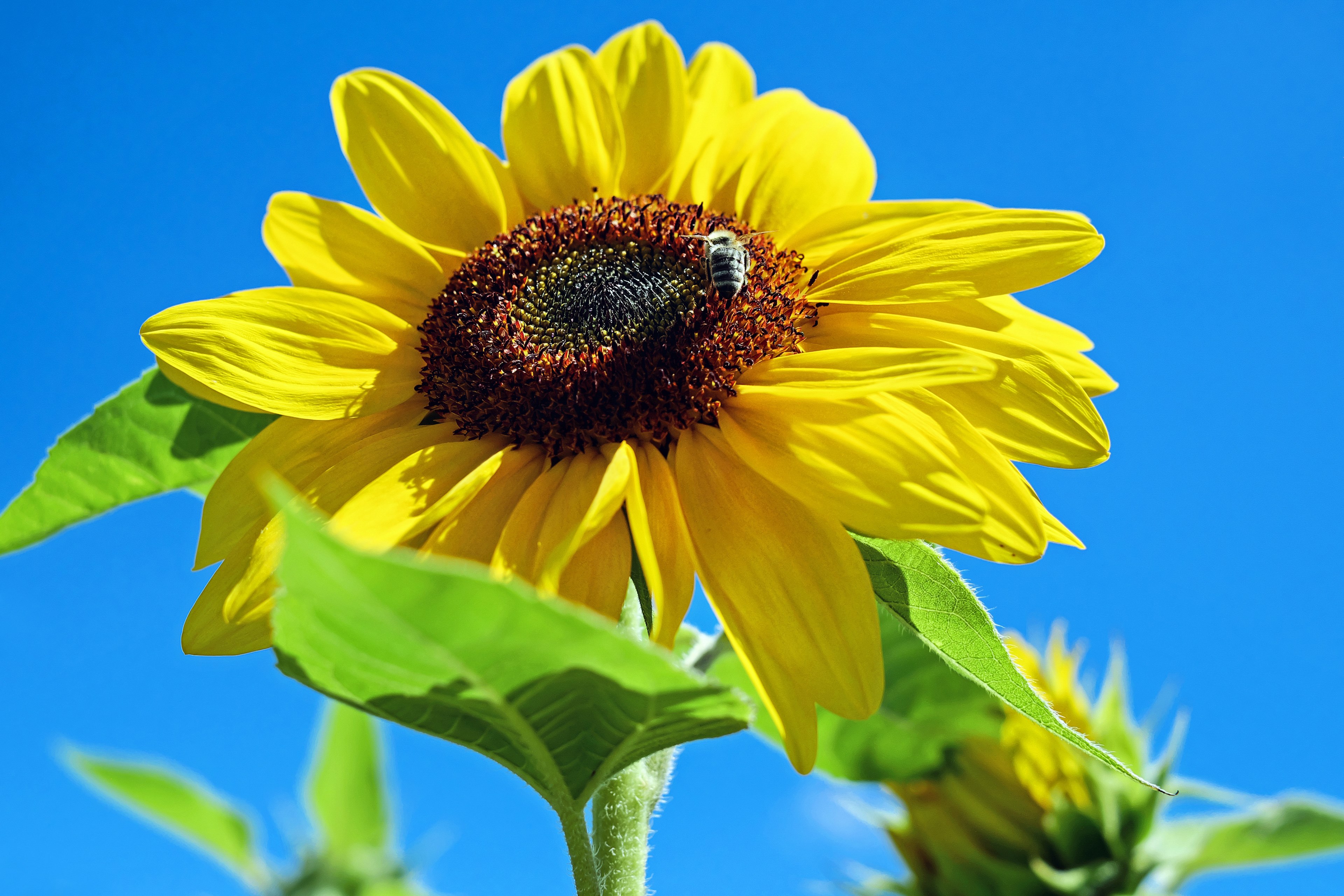 sun flower flower flowers yellow bee sky 4k, HD Wallpaper