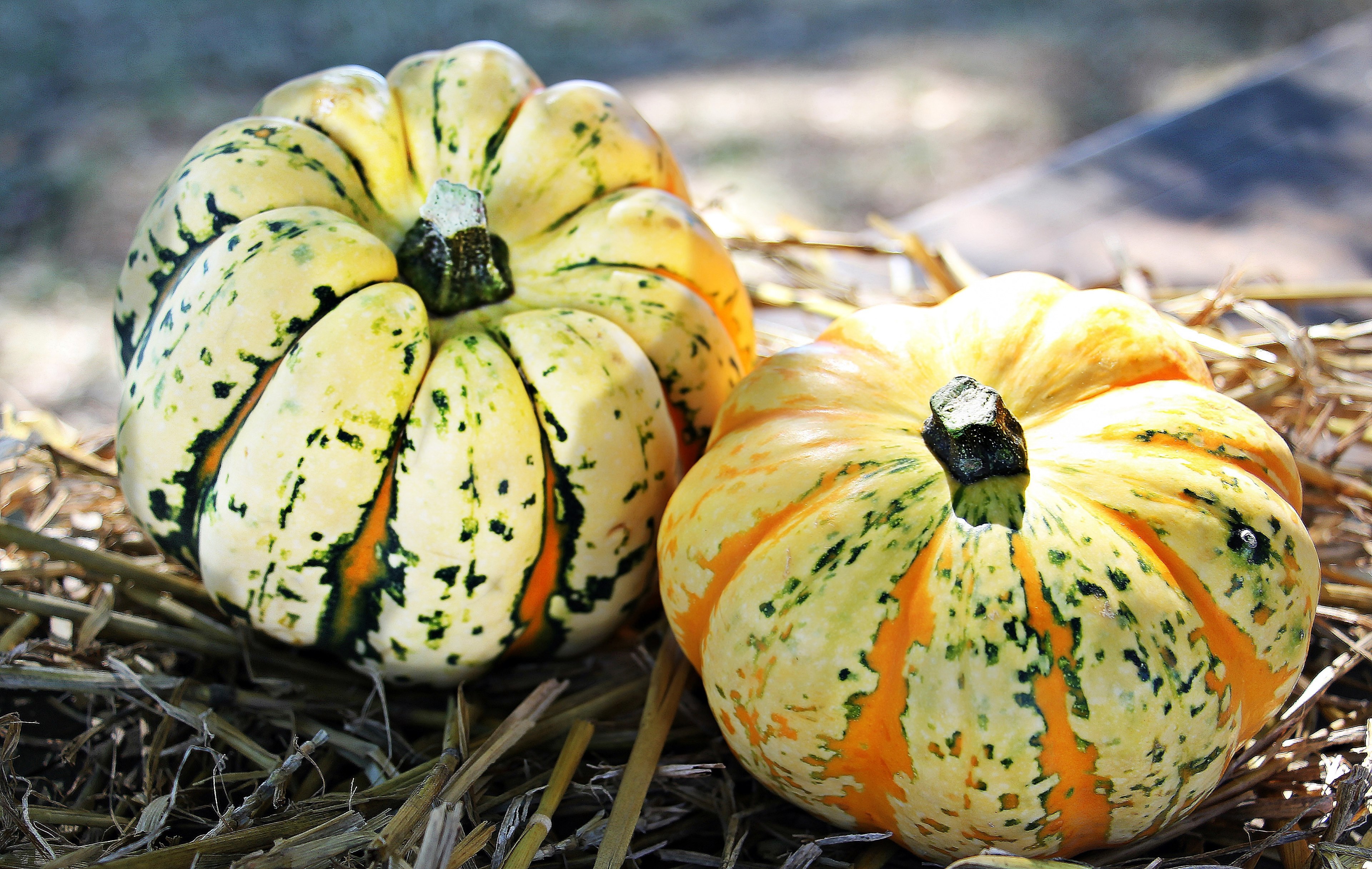 thanksgiving pumpkins autumn autumn decoration 4k, HD Wallpaper