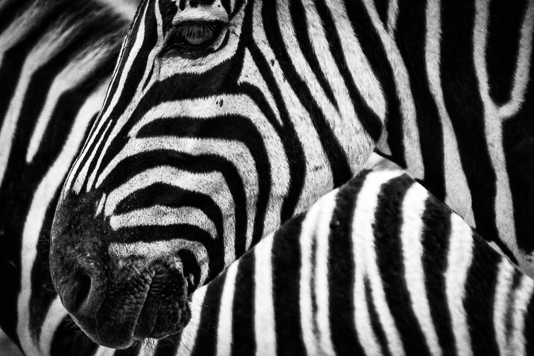 texture zebra stripes 4k, HD Wallpaper