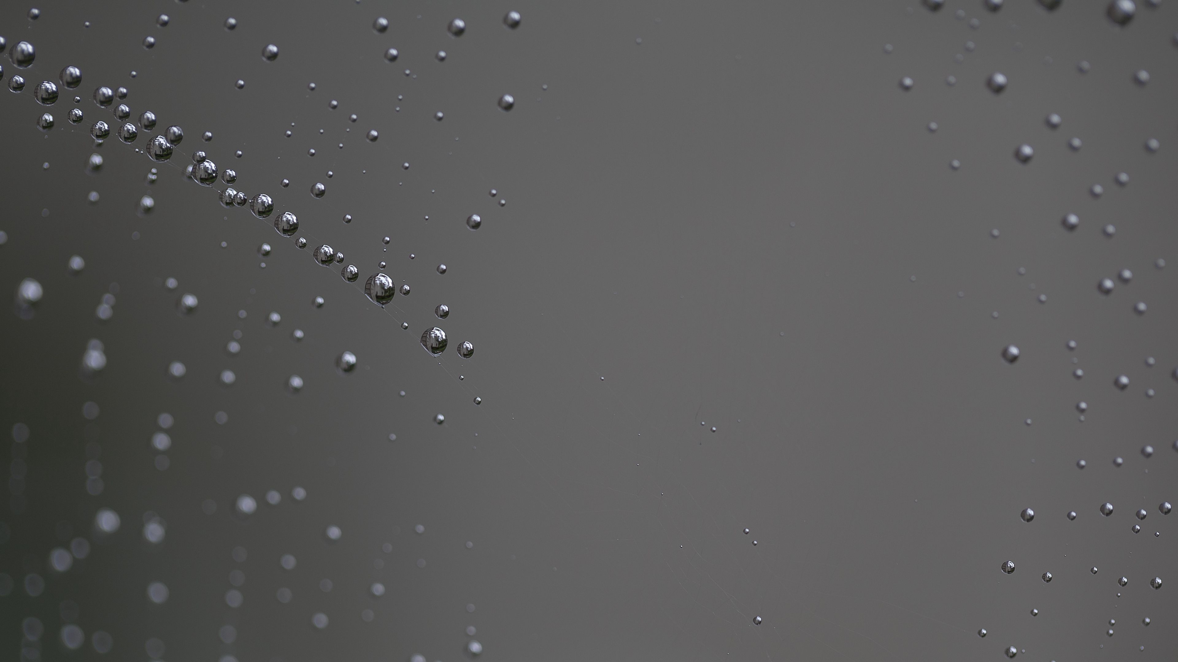 spider web, close-up, drop, 4k, HD Wallpaper