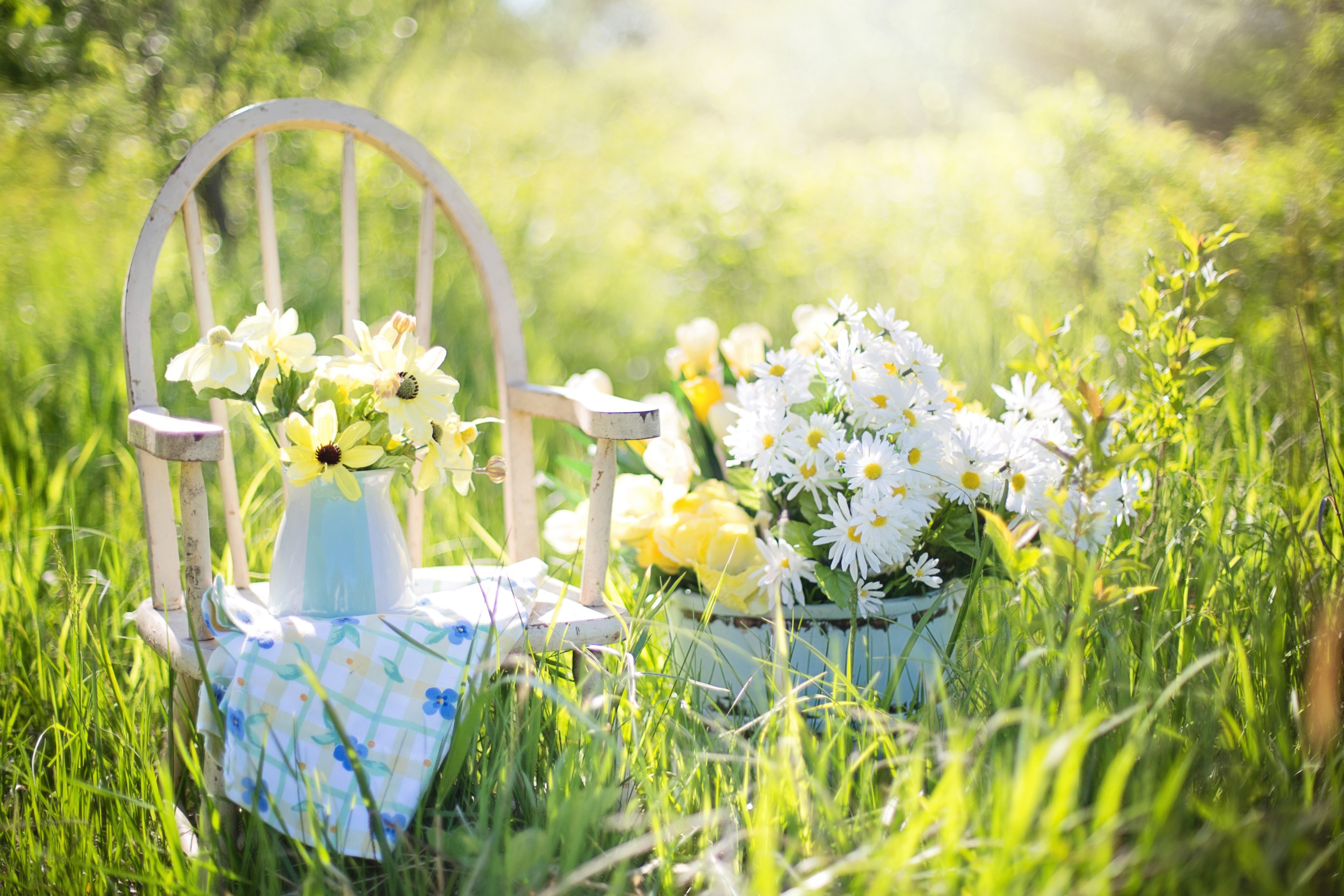 summer still life daisies yellow garden flowers 4k, HD Wallpaper