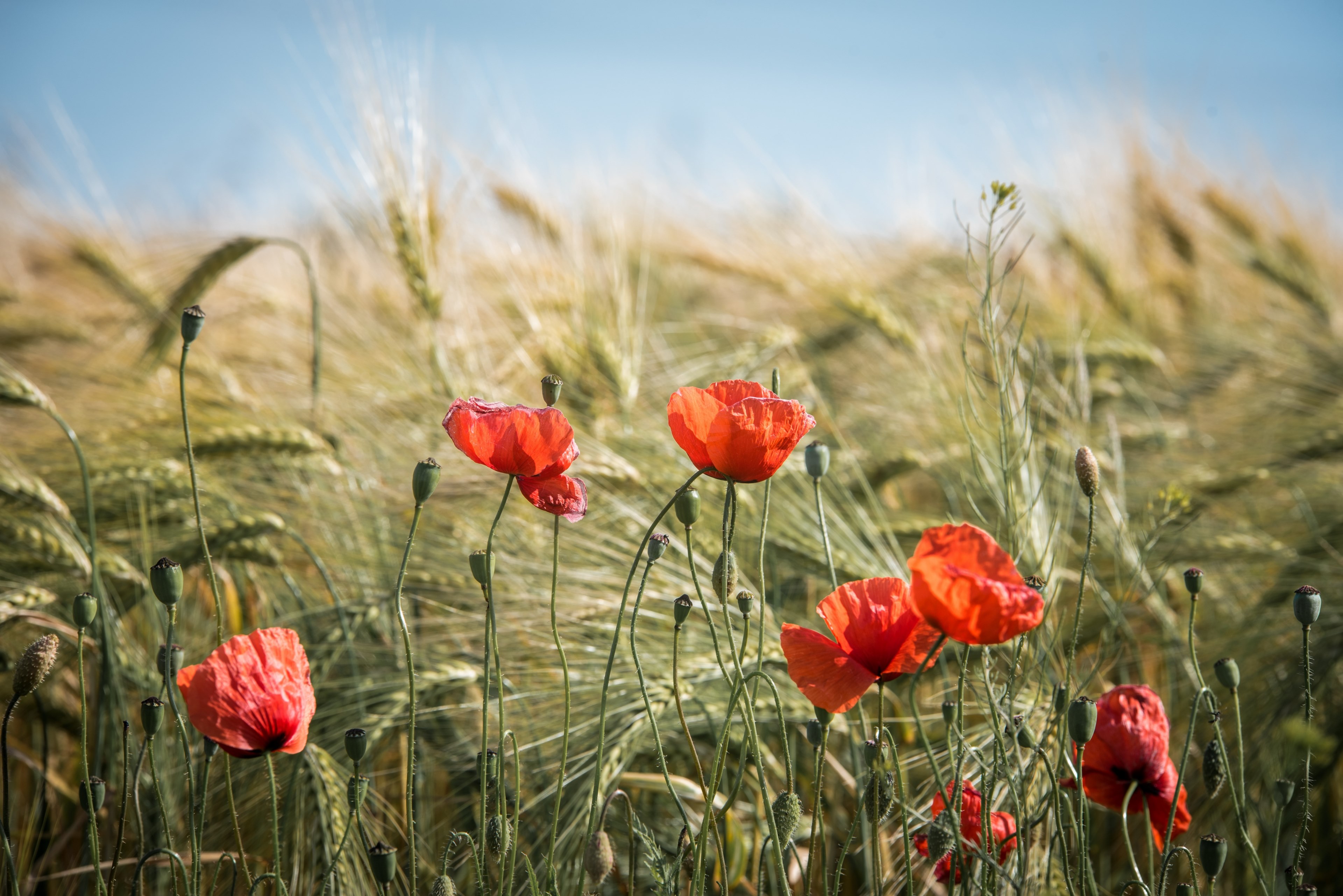 summer field nature cereals landscape fields 4k, HD Wallpaper