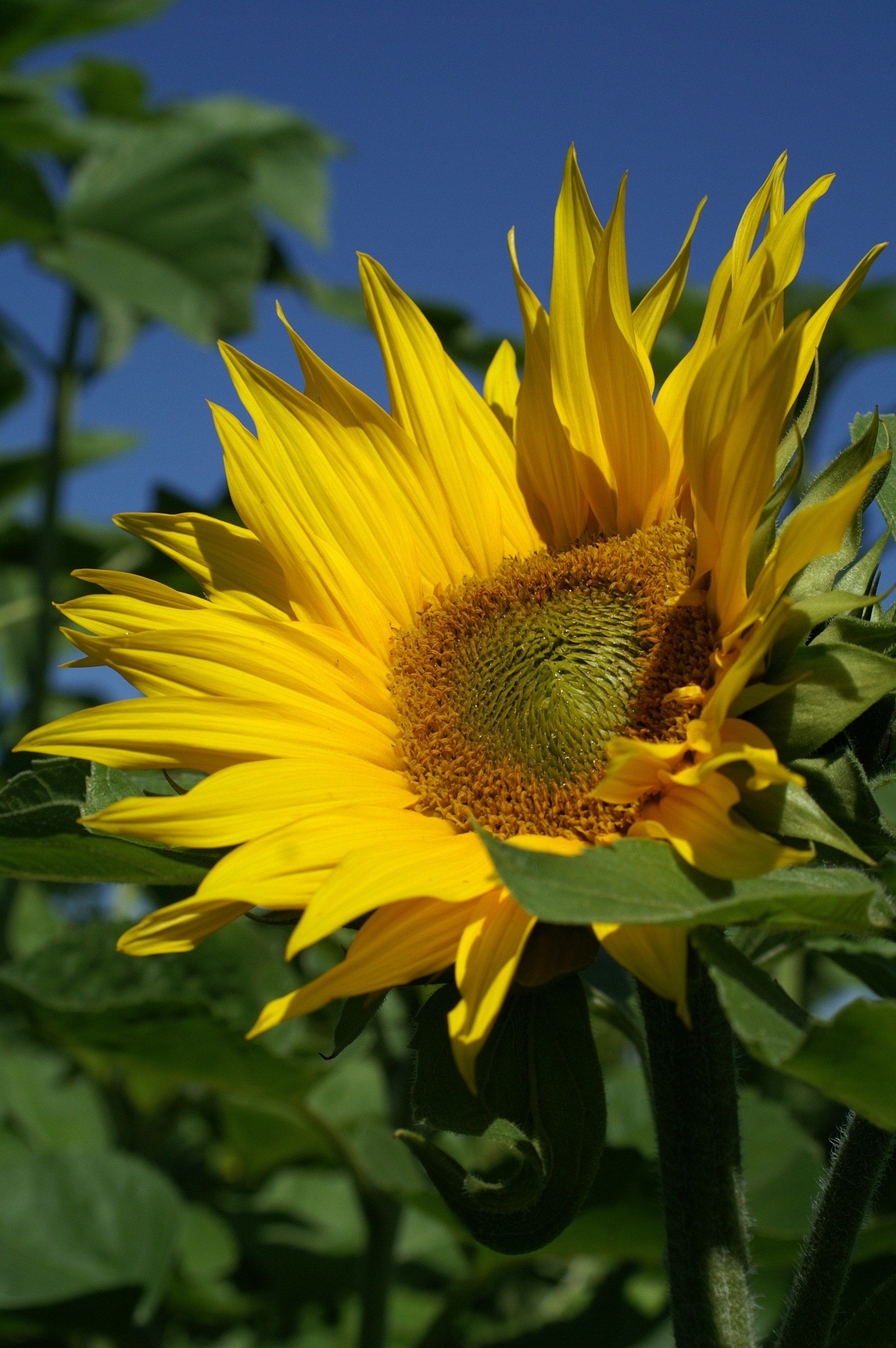 summer sun flower plant blue flower blossom bloom 4k, Phone HD Wallpaper