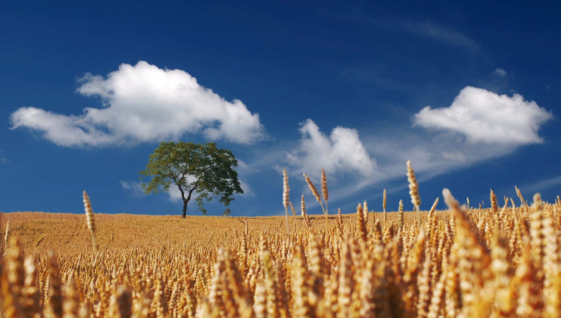 summer sun sunshine cereals cornfield ripe mature 4k, HD Wallpaper