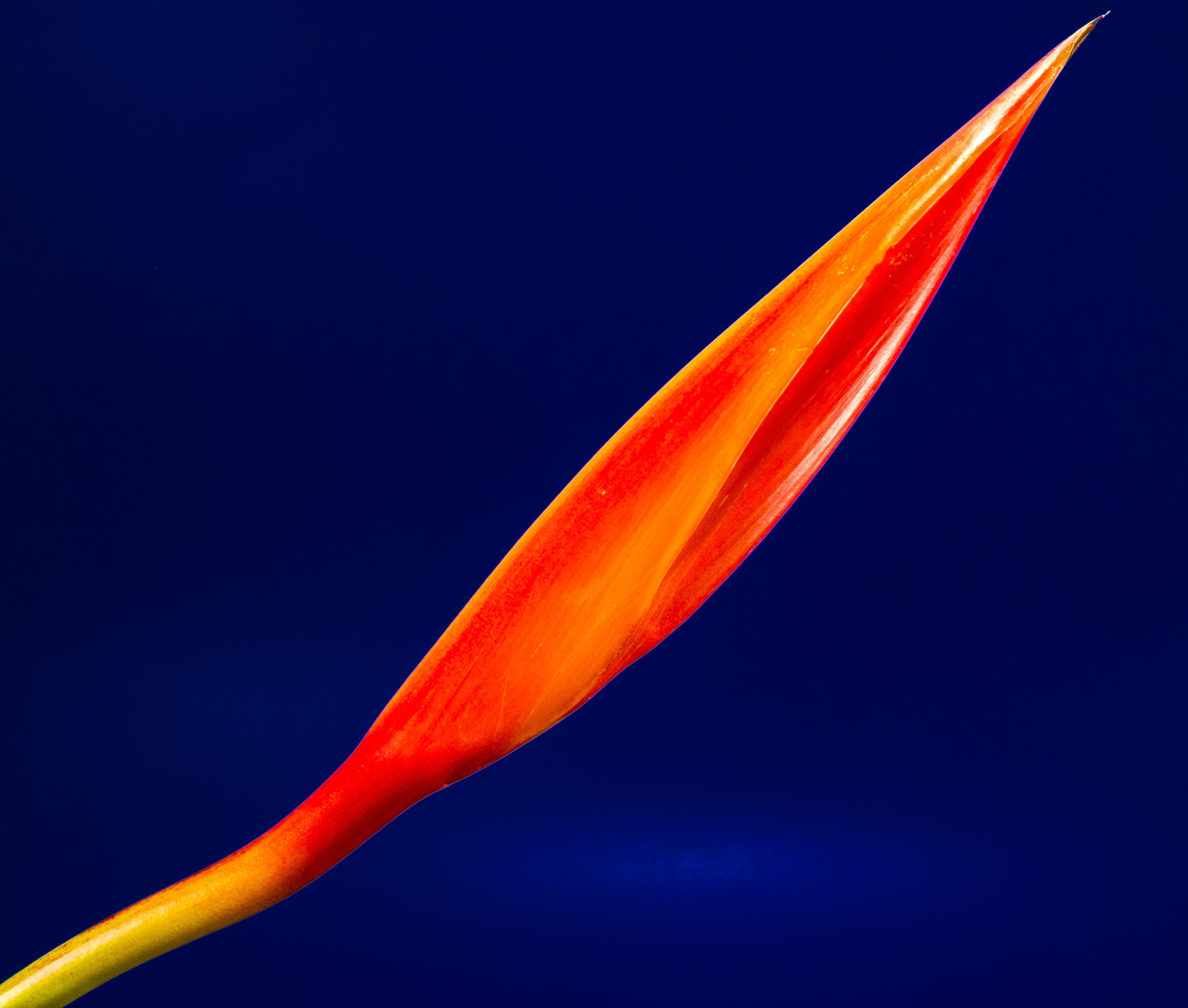 strelitzia blossom bloom flower red orange yellow 4k, HD Wallpaper