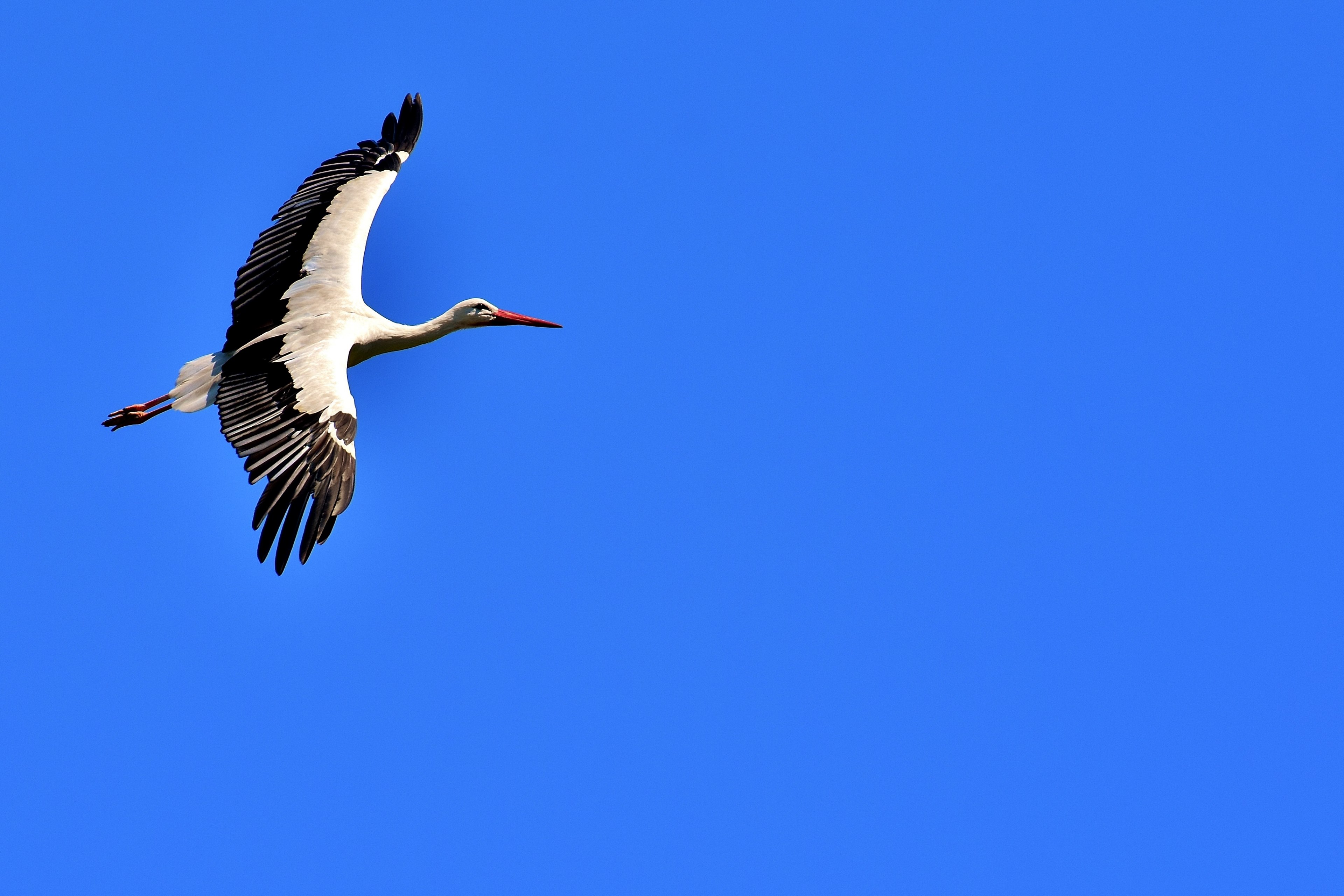 stork fly wing birds plumage nature animals 4k, HD Wallpaper