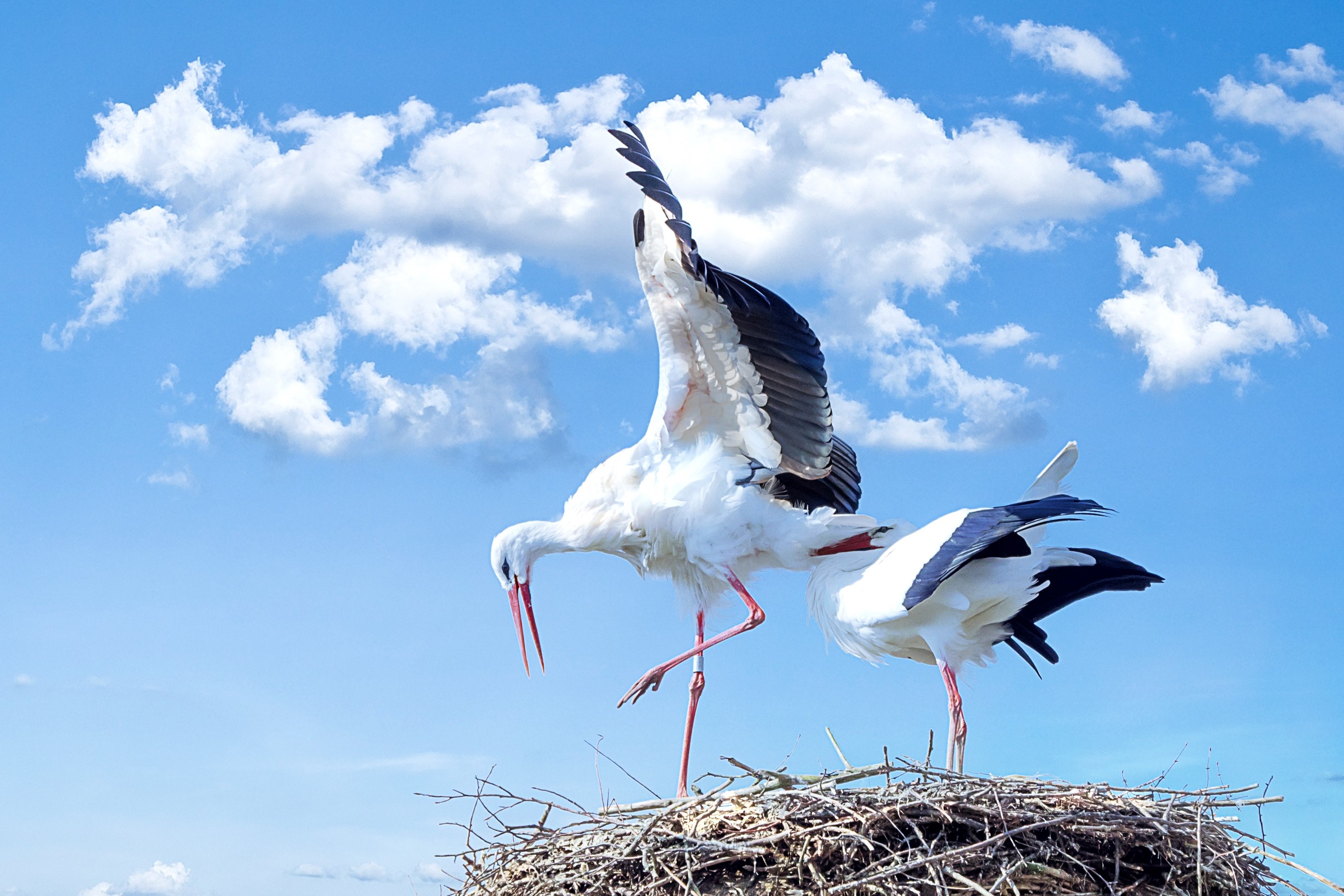 stork bird animal fly white stork rattle stork 4k, HD Wallpaper