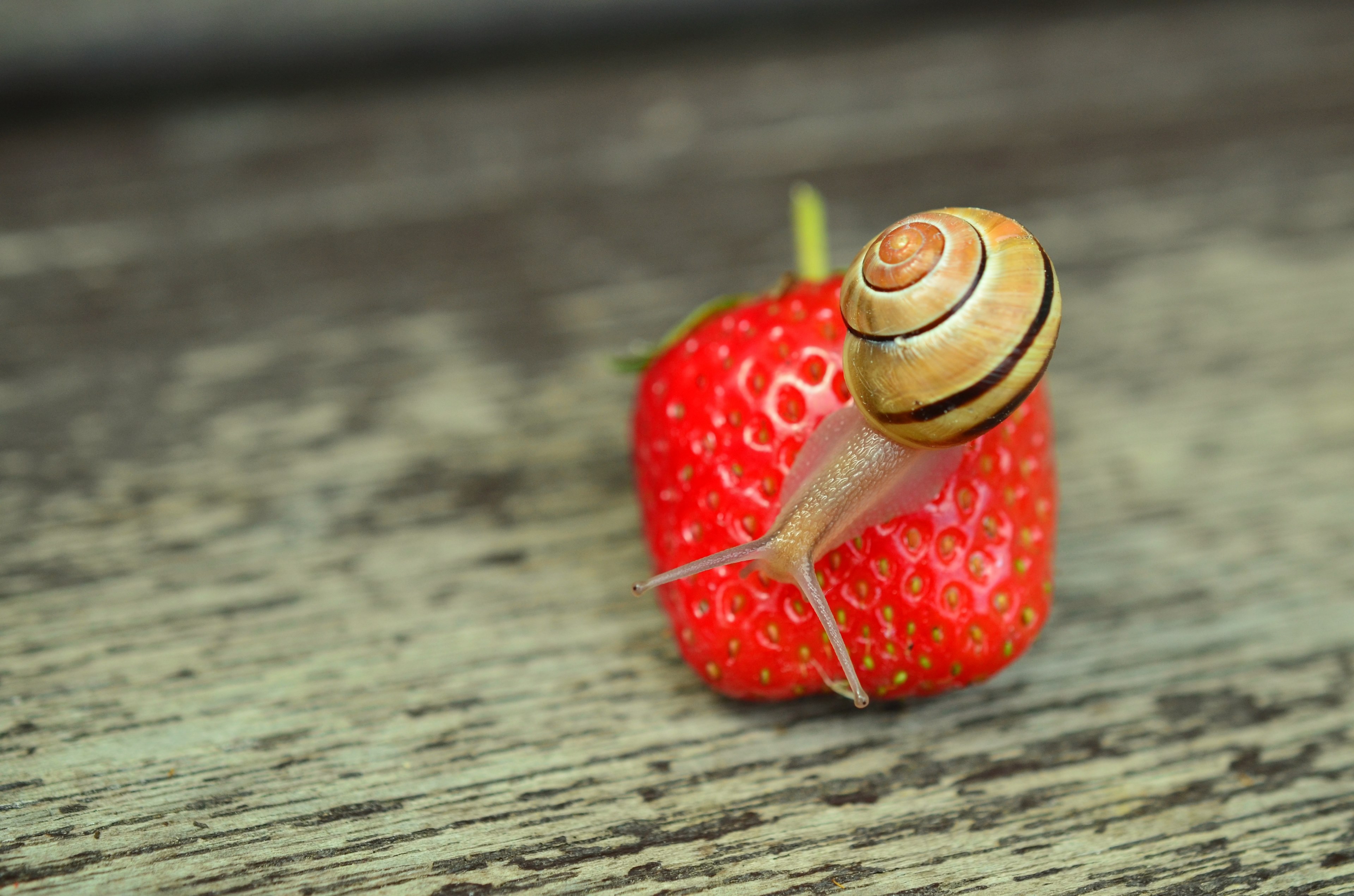strawberry snail tape worm garden shell 4k, HD Wallpaper