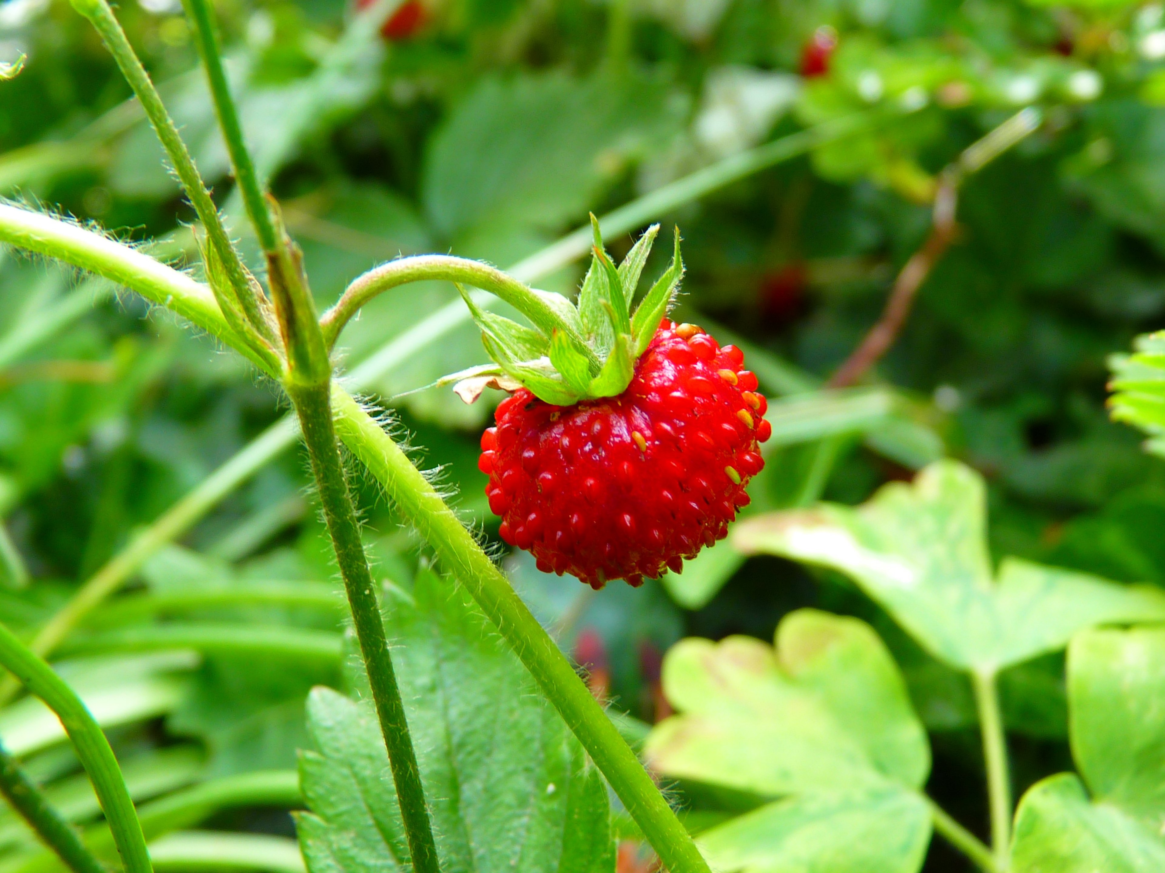 strawberry wood strawberry red berry ripe sweet 4k, HD Wallpaper