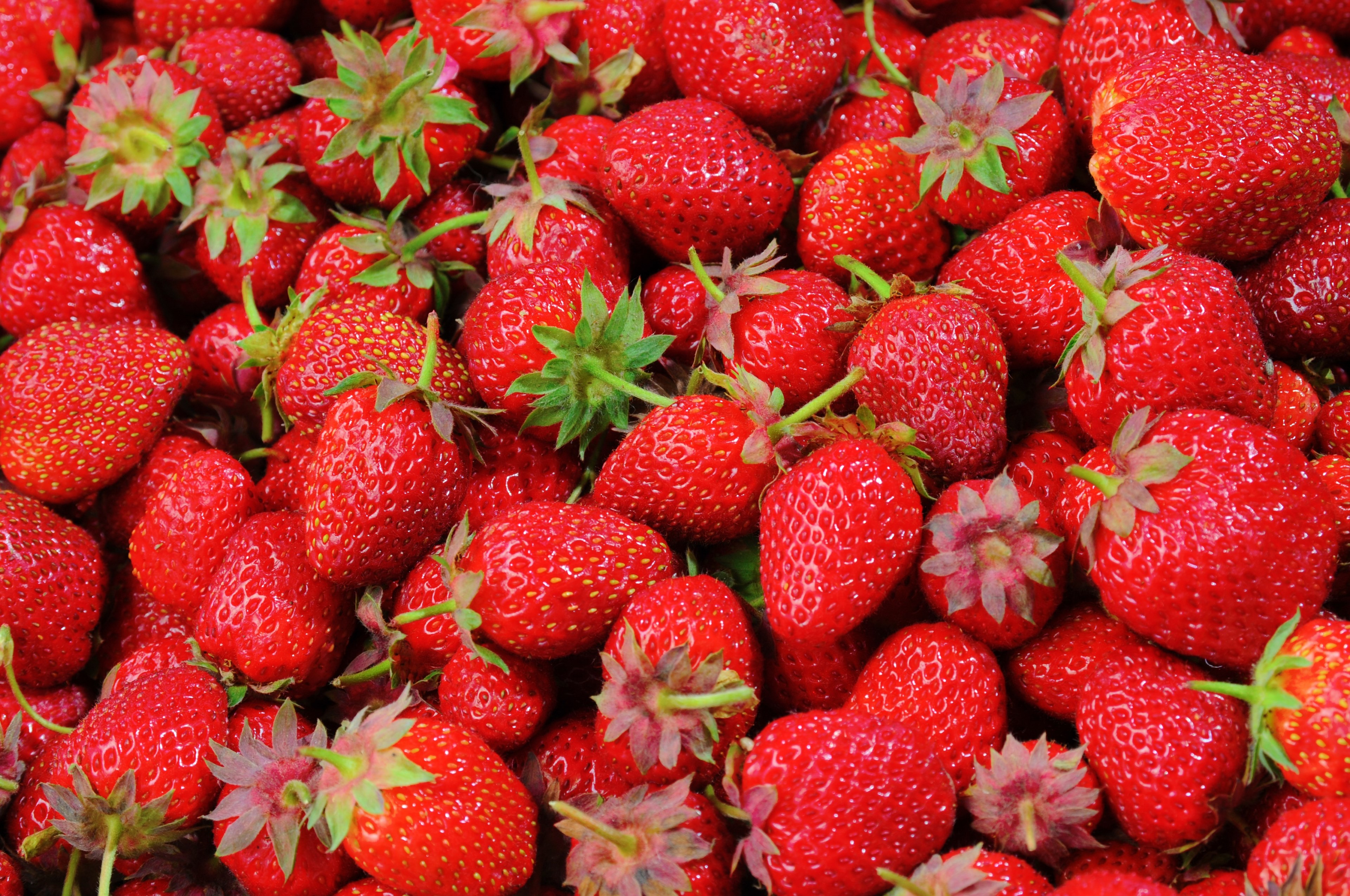 strawberries berries fruit freshness nature ripe 4k, HD Wallpaper