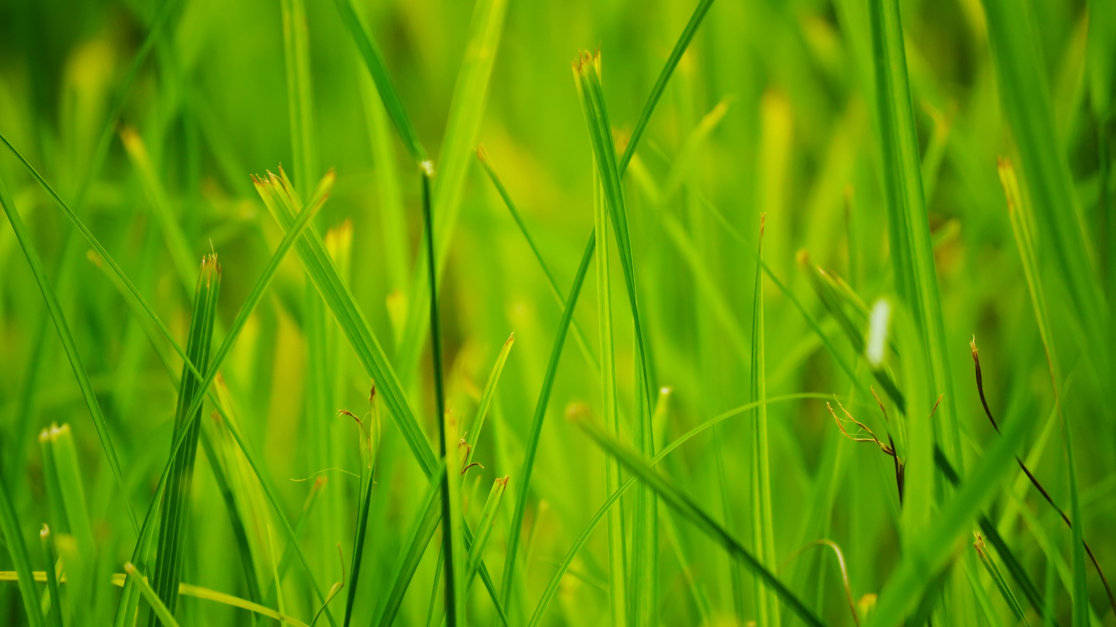 grass, summer, nature, close-up, 4k, HD Wallpaper