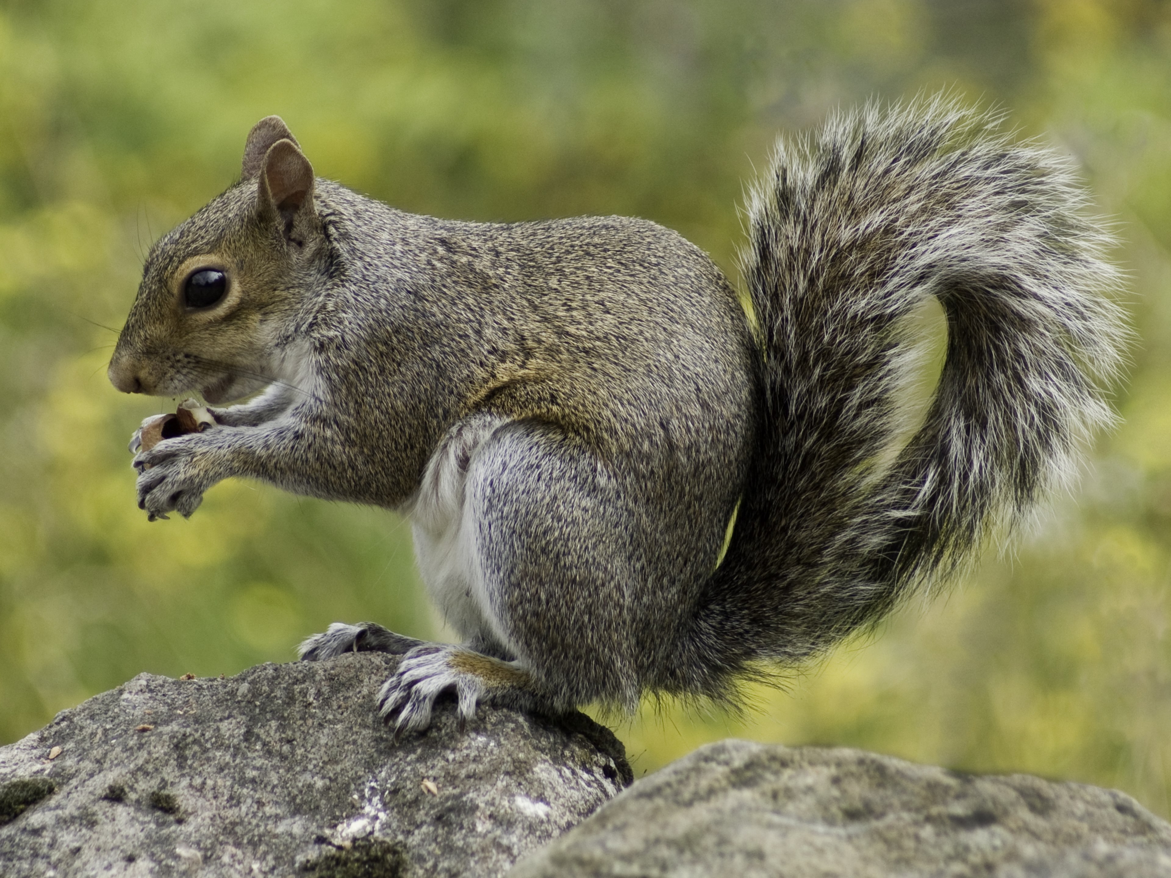 squirrel wildlife nature animal fur furry wild 4k, HD Wallpaper