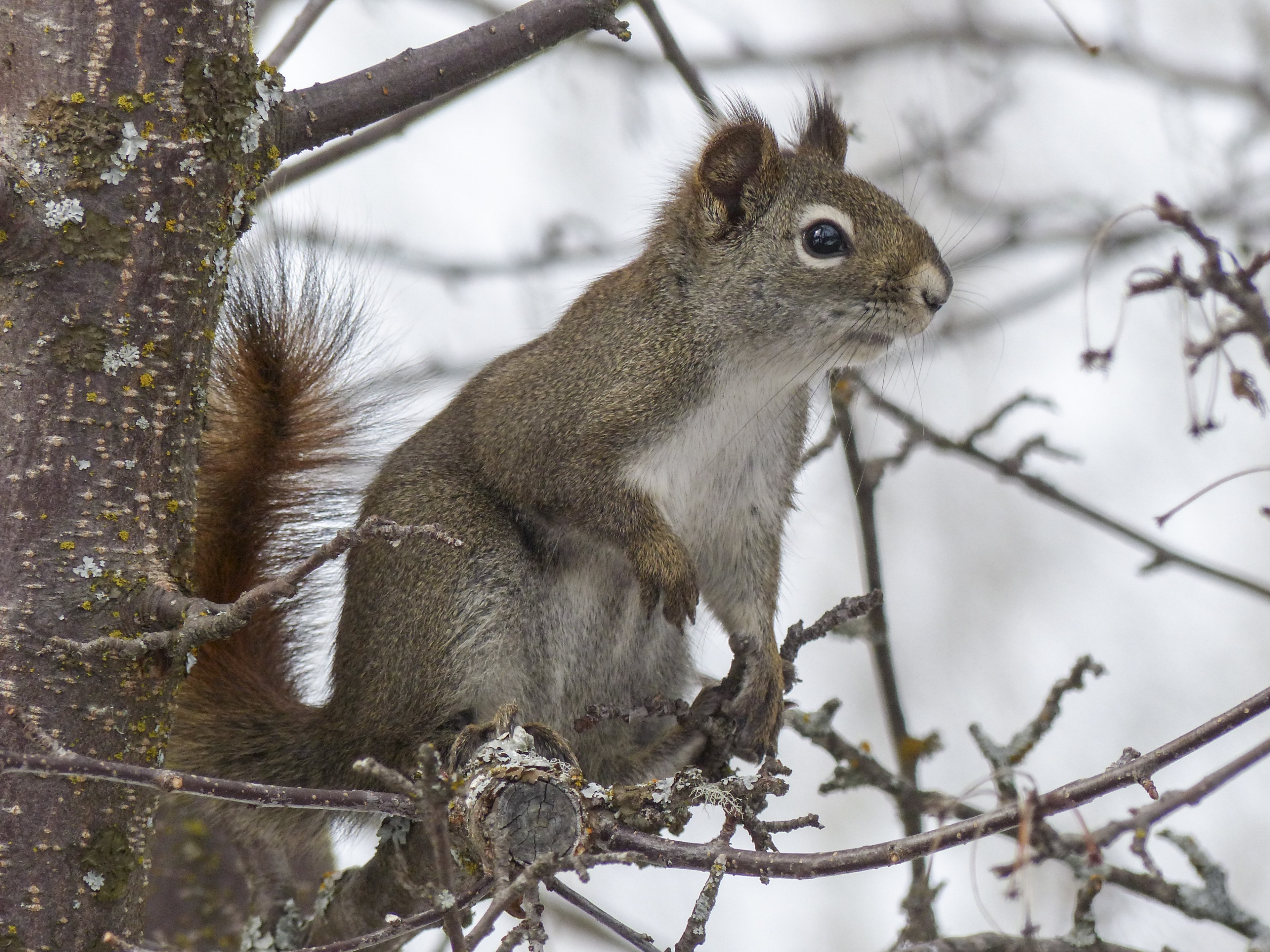 squirrel animal forest branch tree nature mammal 4k, HD Wallpaper