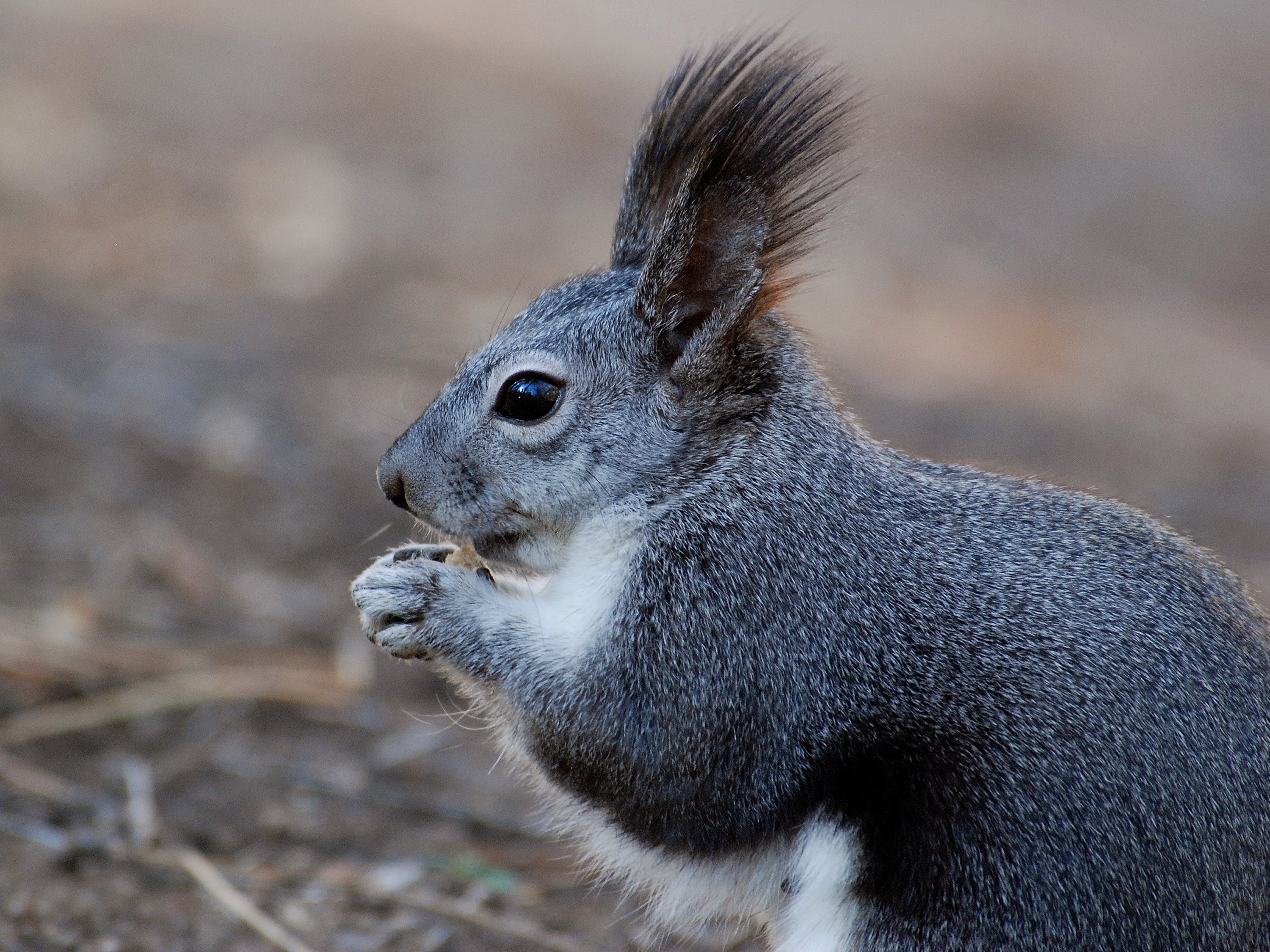 squirrel animal close up macro nature outside 4k, HD Wallpaper