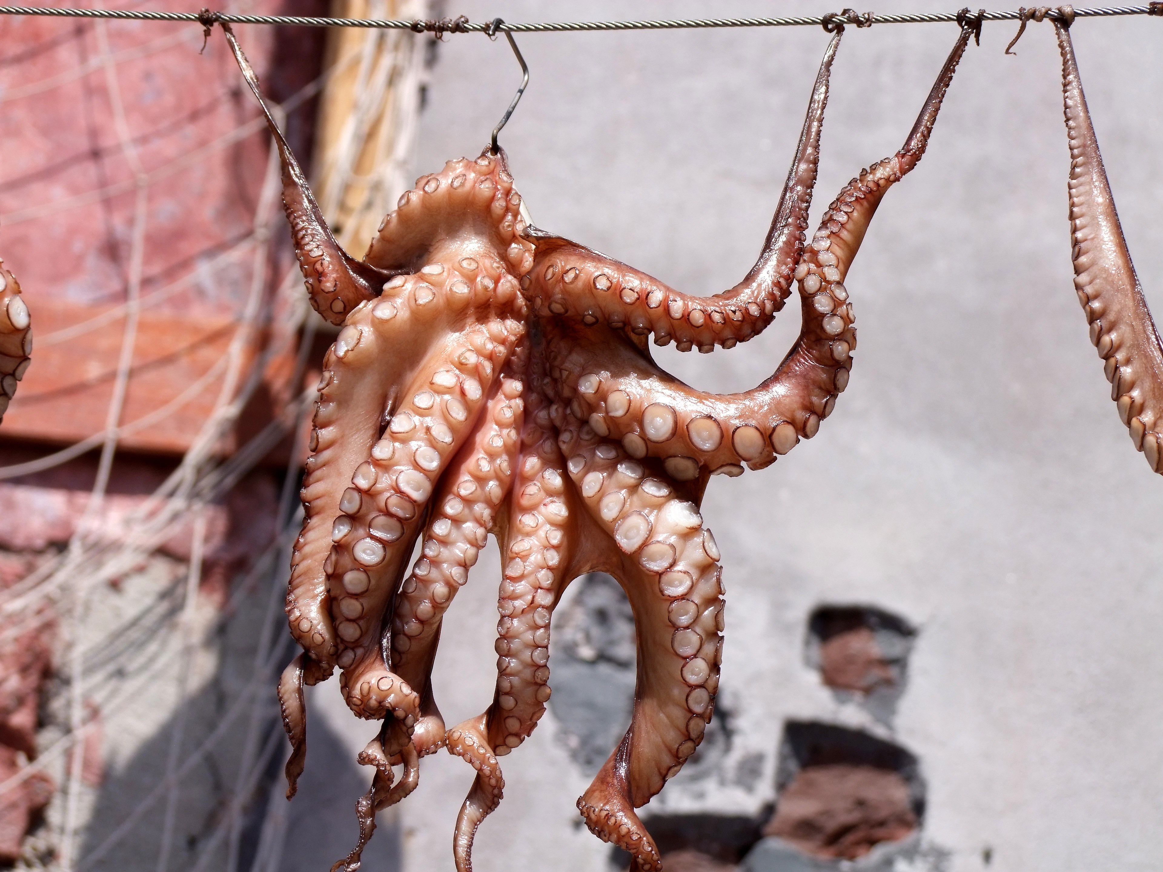 squid octopus fish meeresbewohner dry delicious 4k, HD Wallpaper