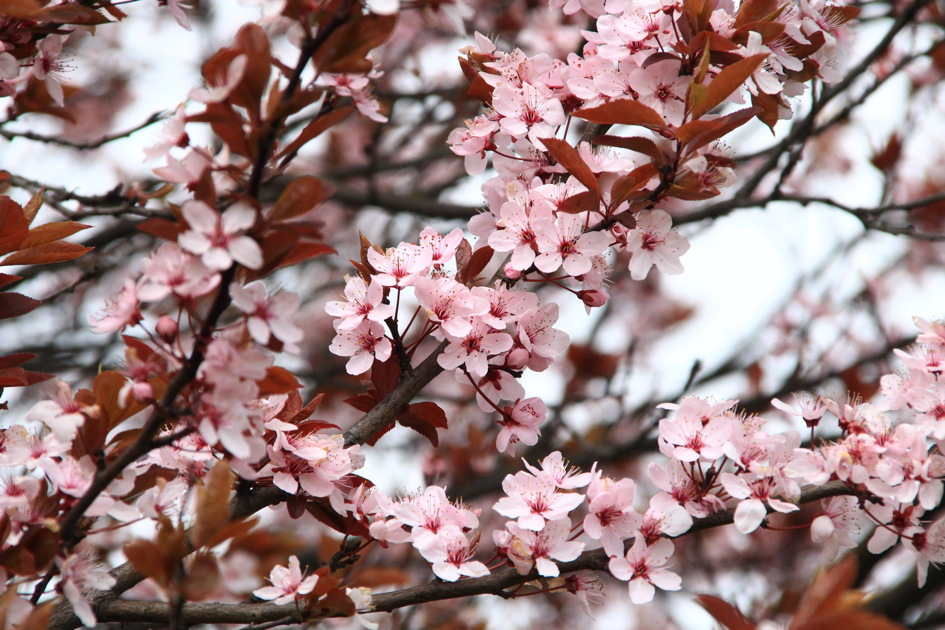 spring picnic flowers pink nature plant 4k, HD Wallpaper