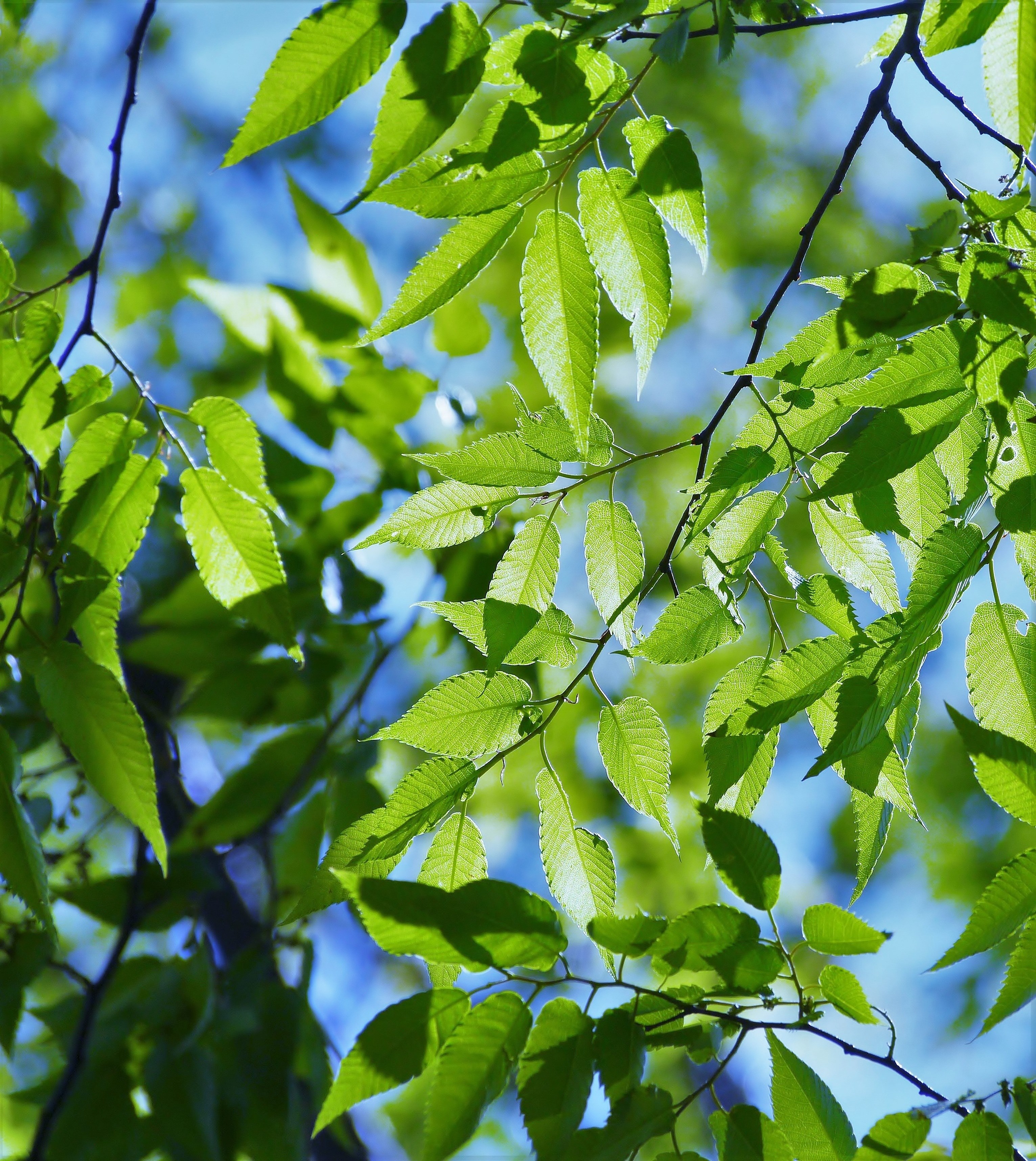 spring fresh green blue sky show through vein 4k, Phone HD Wallpaper