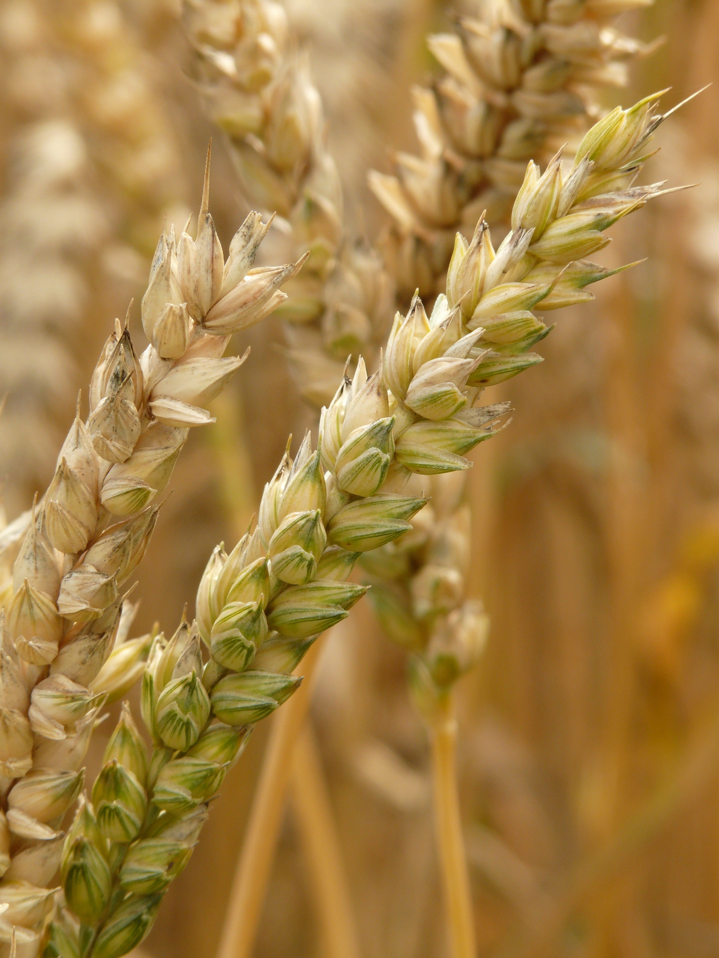 spike wheat cereals grain field wheat field 4k, Phone HD Wallpaper