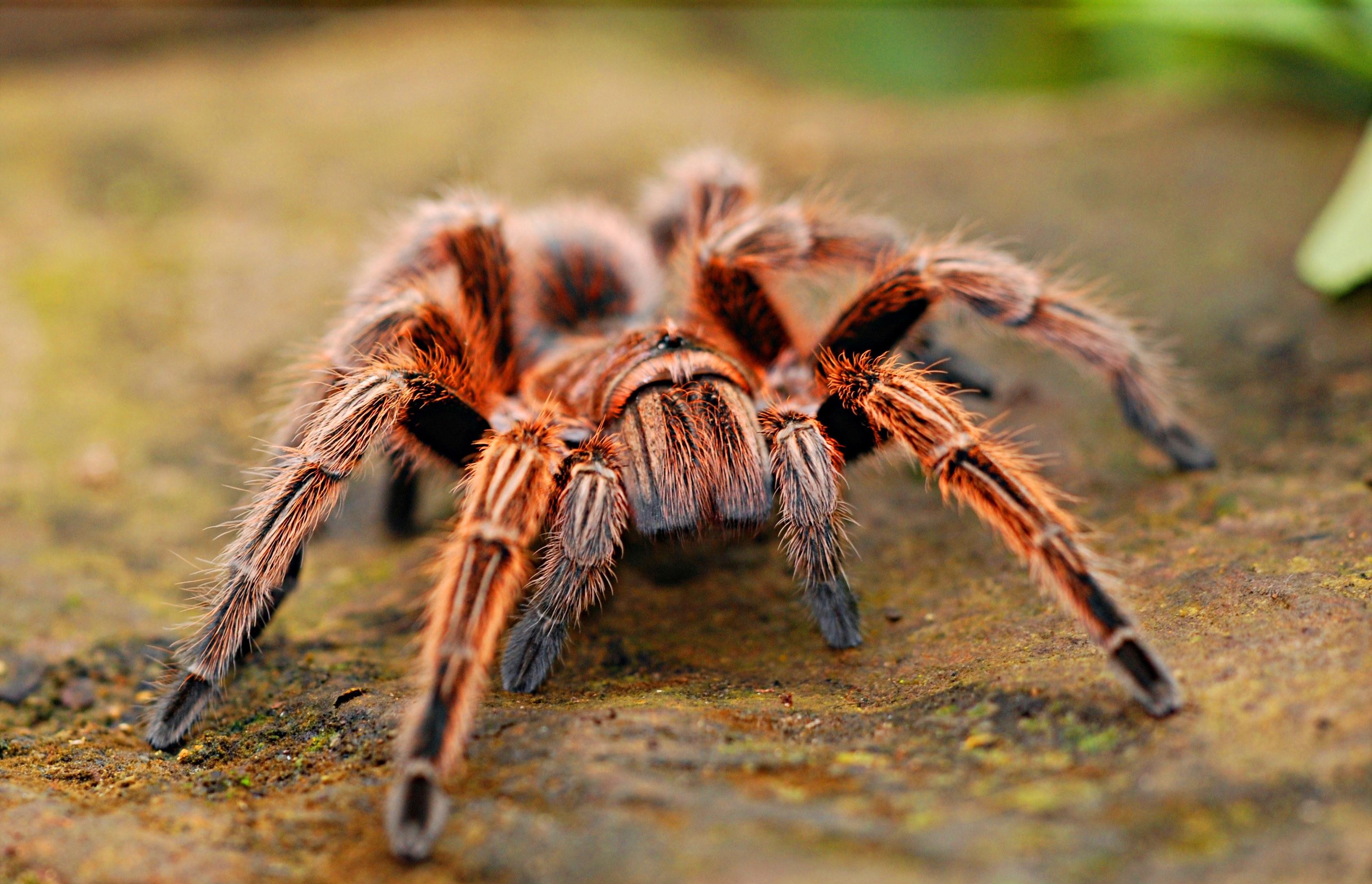spider creepy scary arachnid fear nature web 4k, HD Wallpaper