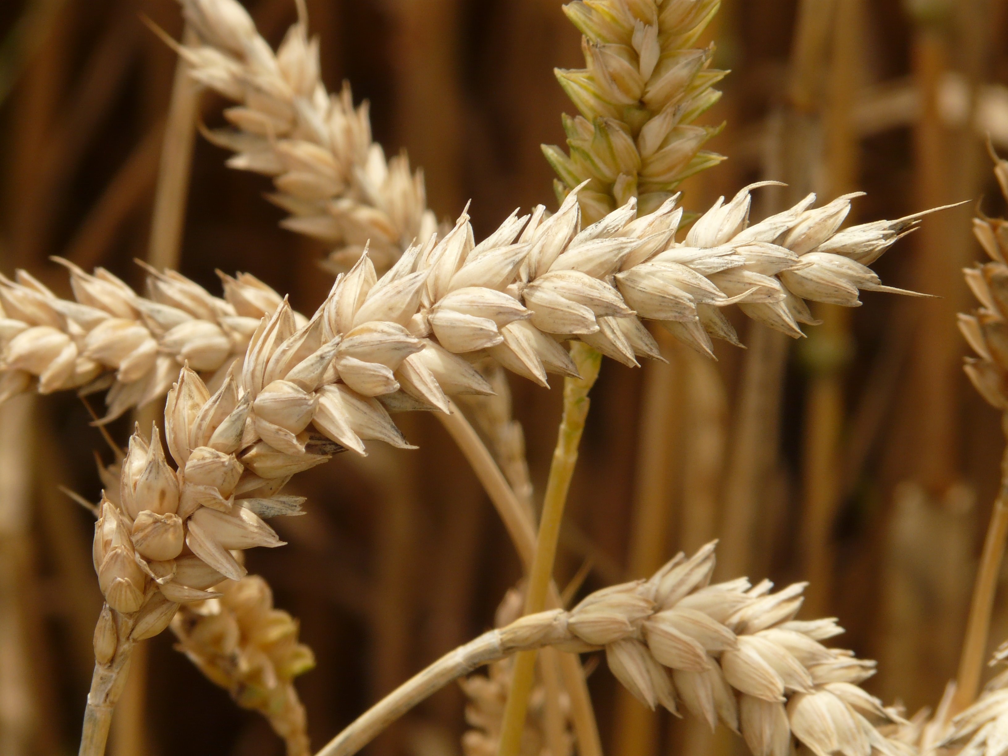 spike wheat cereals grain field wheat field 4k, HD Wallpaper