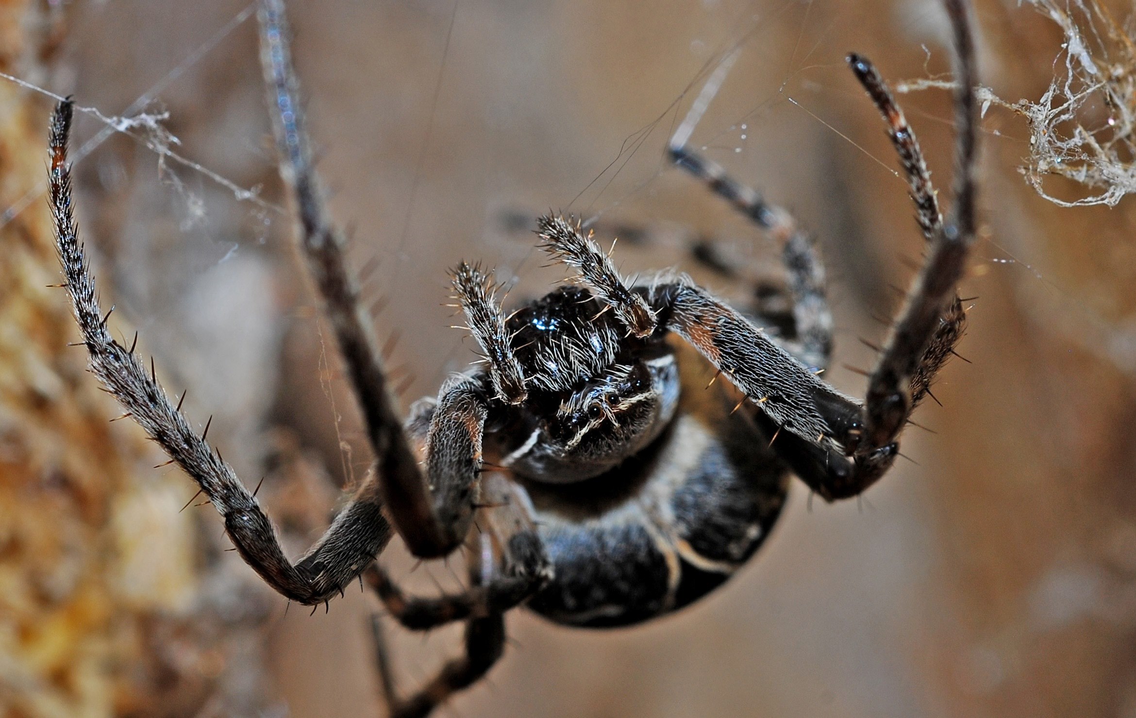 spider arachnid macro insect nature animal 4k, HD Wallpaper