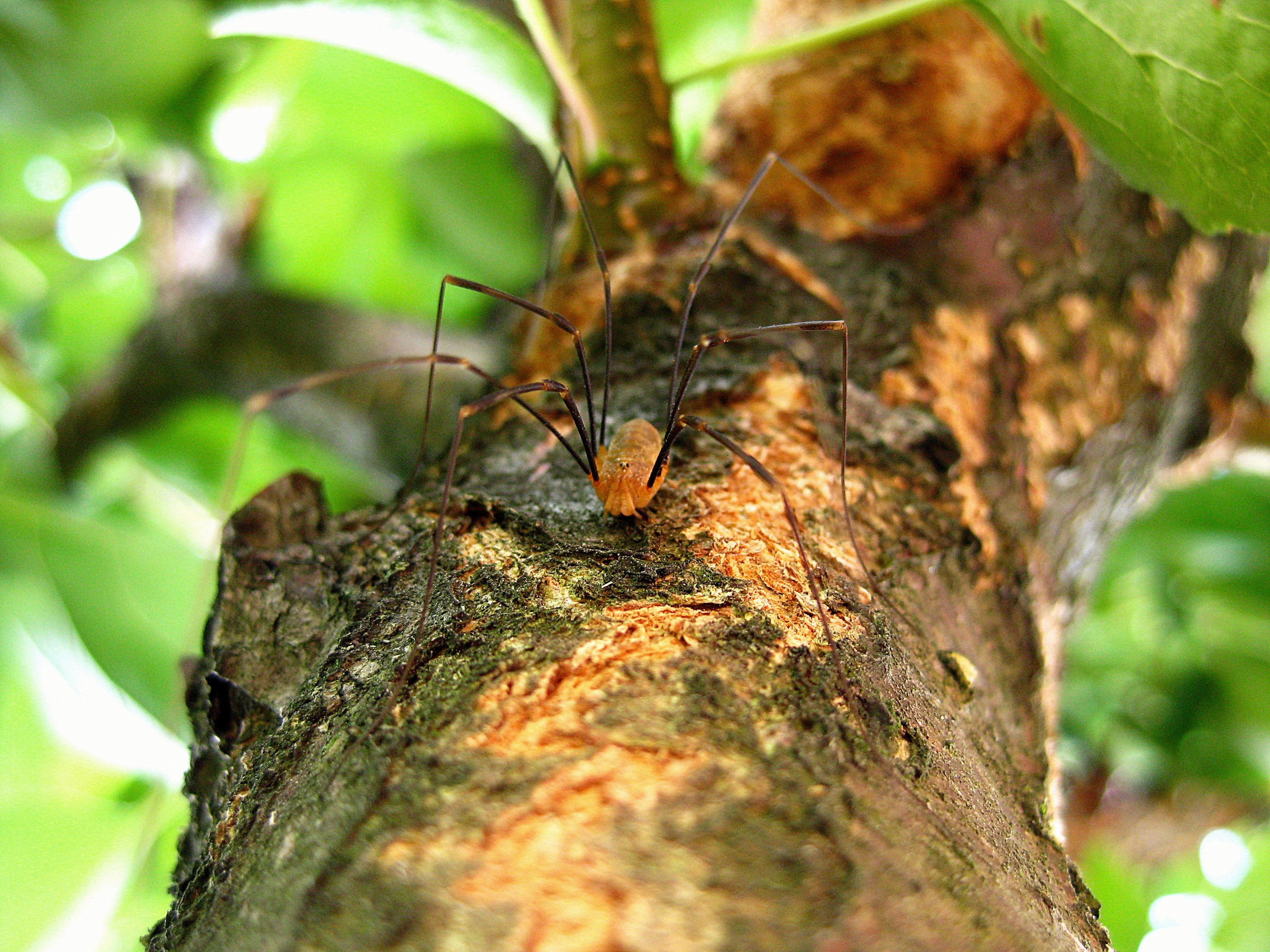 spider legs long legs nature evil horror 4k, HD Wallpaper