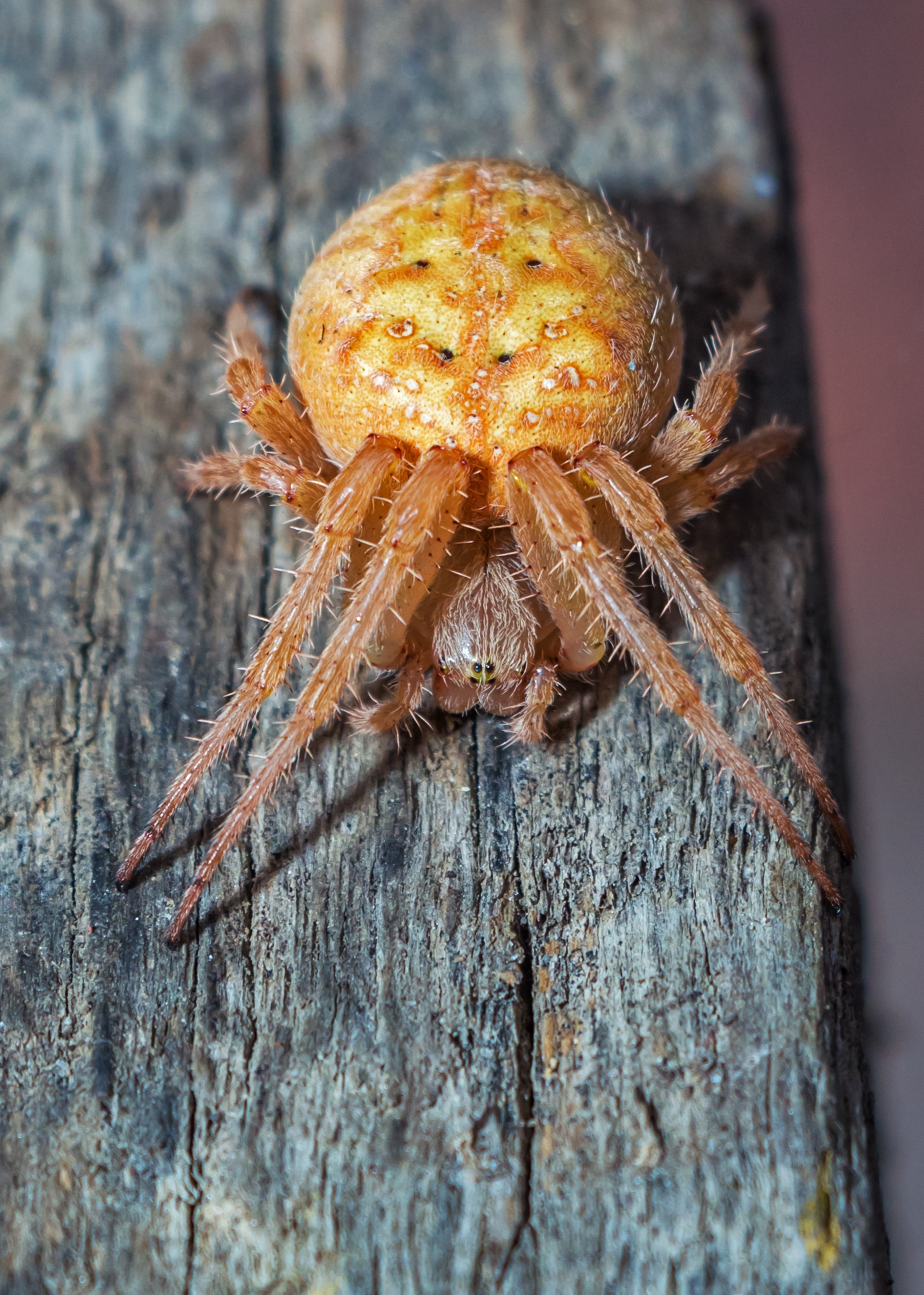 spider with araneidae arachnida arthropods spiders 4k, Phone HD Wallpaper